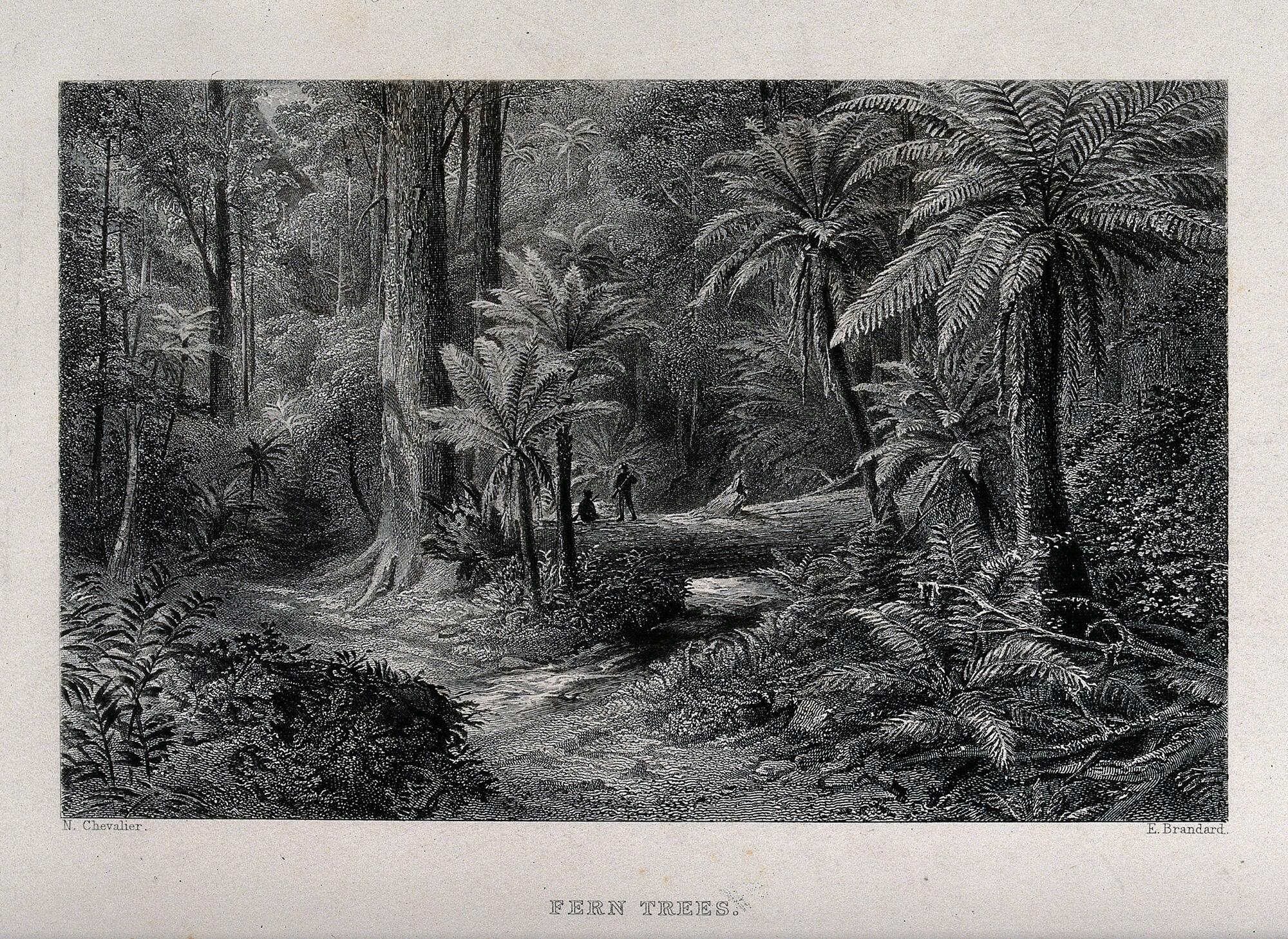 A line engraving of an Australian forest landscape featuring towering tree ferns.