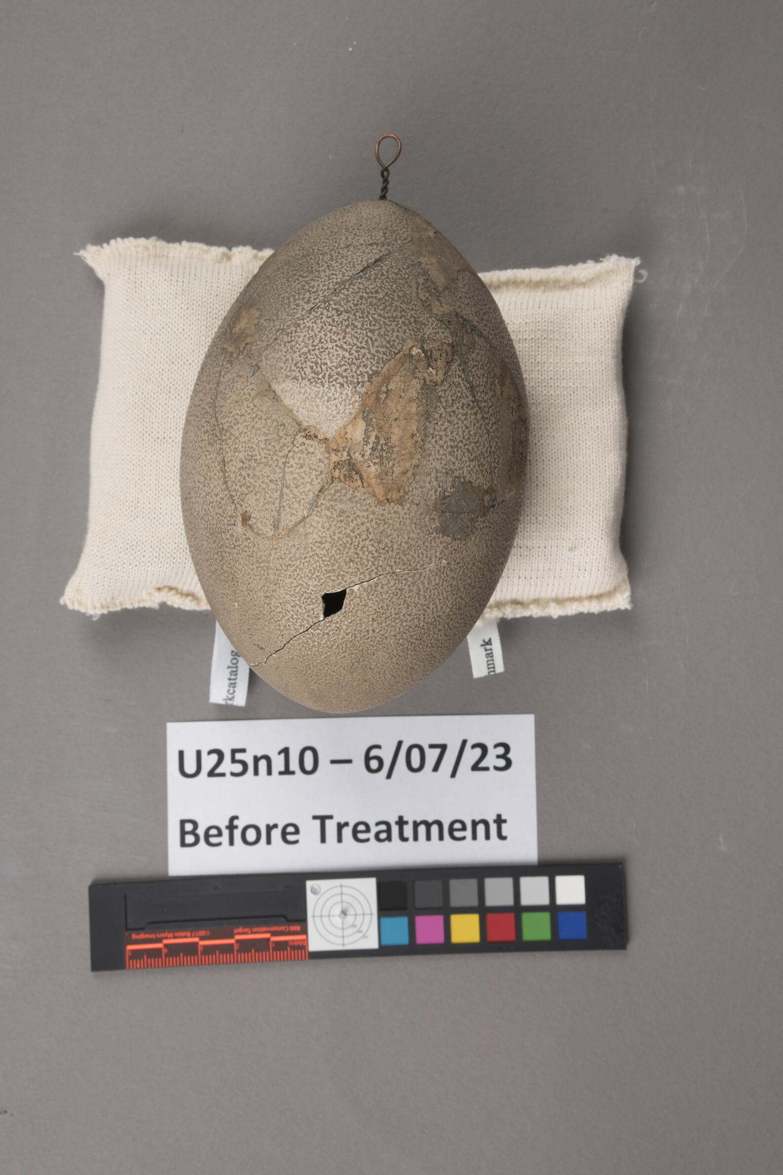 Emu egg before conservation treatment. Surface is dirty and cracked with multiple plaster fills and one loss.