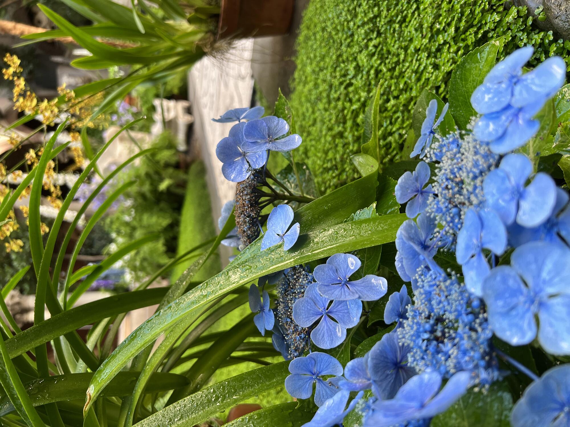 A lacy blue Hydrangea blossom shimmering from a mist of water.