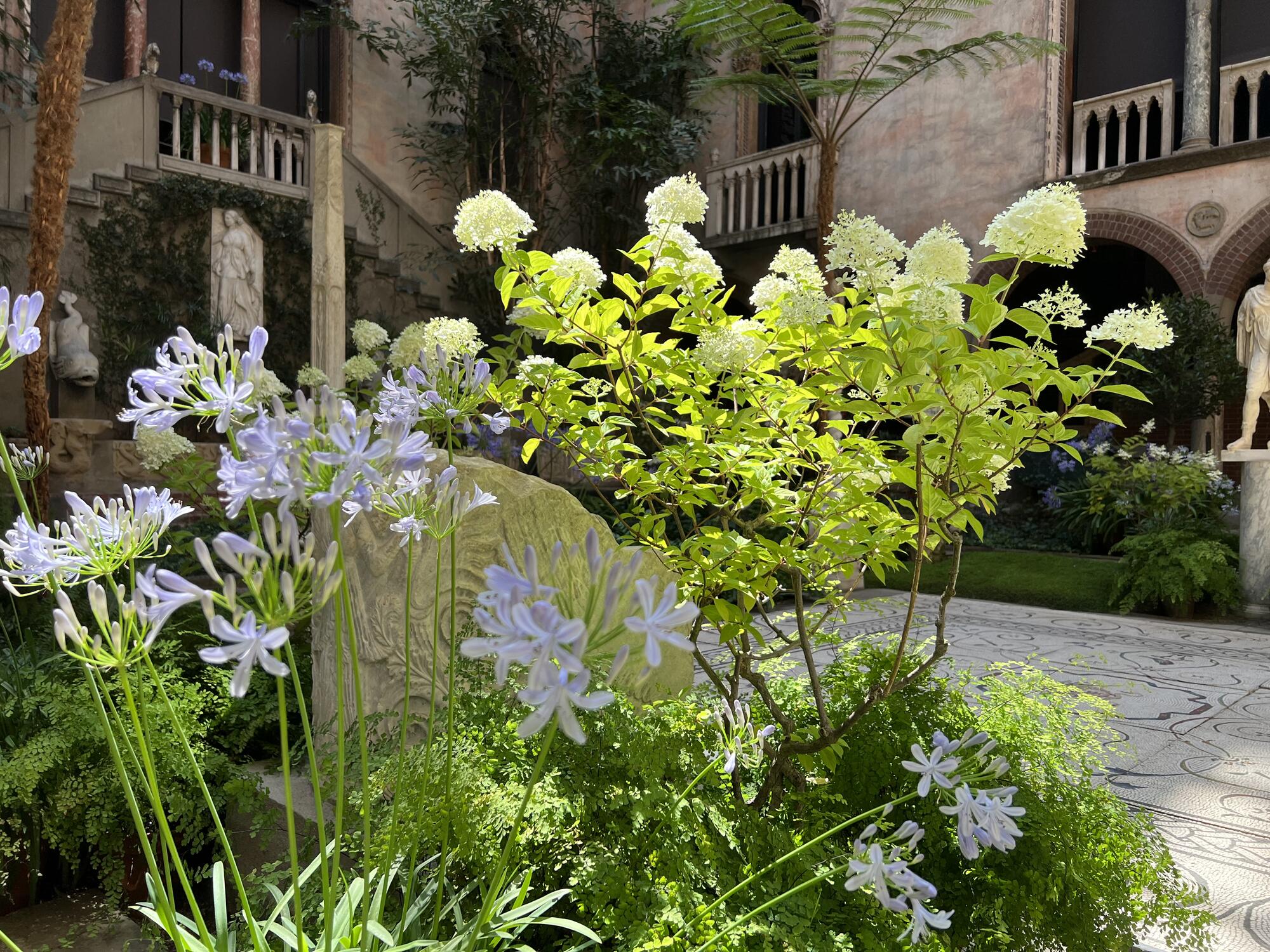 White Hydrangea paniculata blooms surround the throne in the Gardner Museum Courtyard.