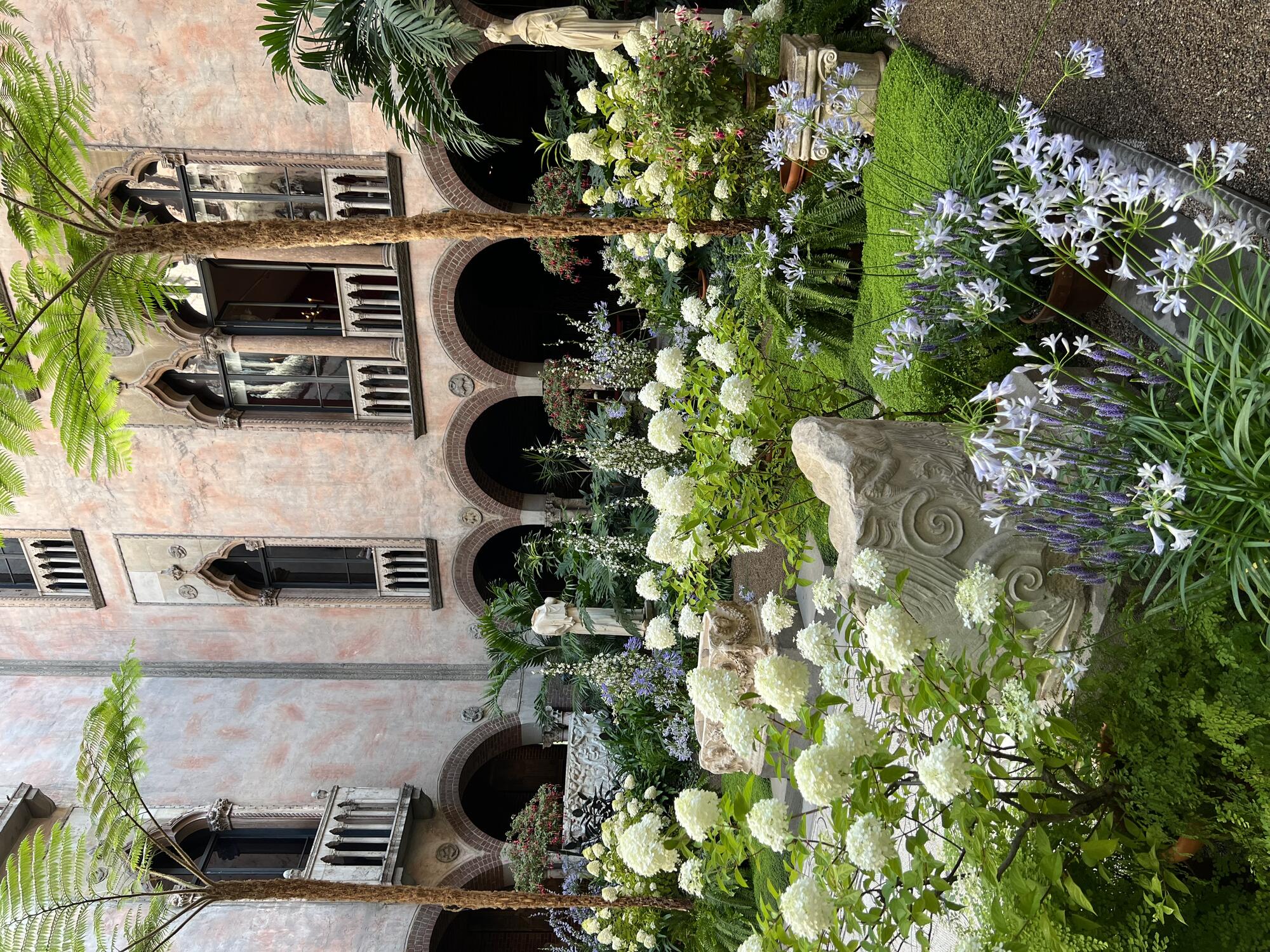 Large white Hydrangea paniculata blooms surround marble statues in the Gardner Museum Courtyard.
