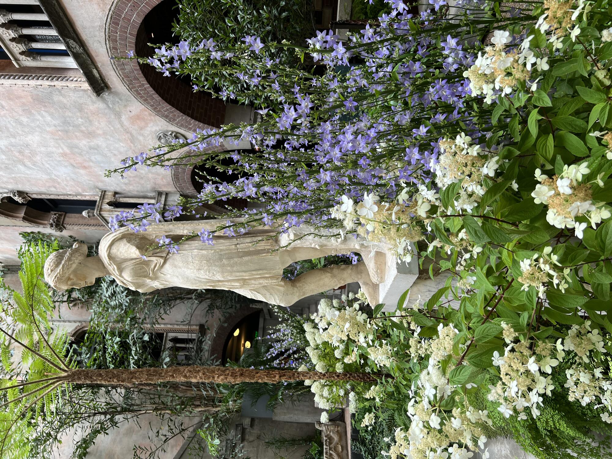 Lacy white Hydrangea paniculata blooms surround a statue of Artemis in the Gardner Museum Courtyard.