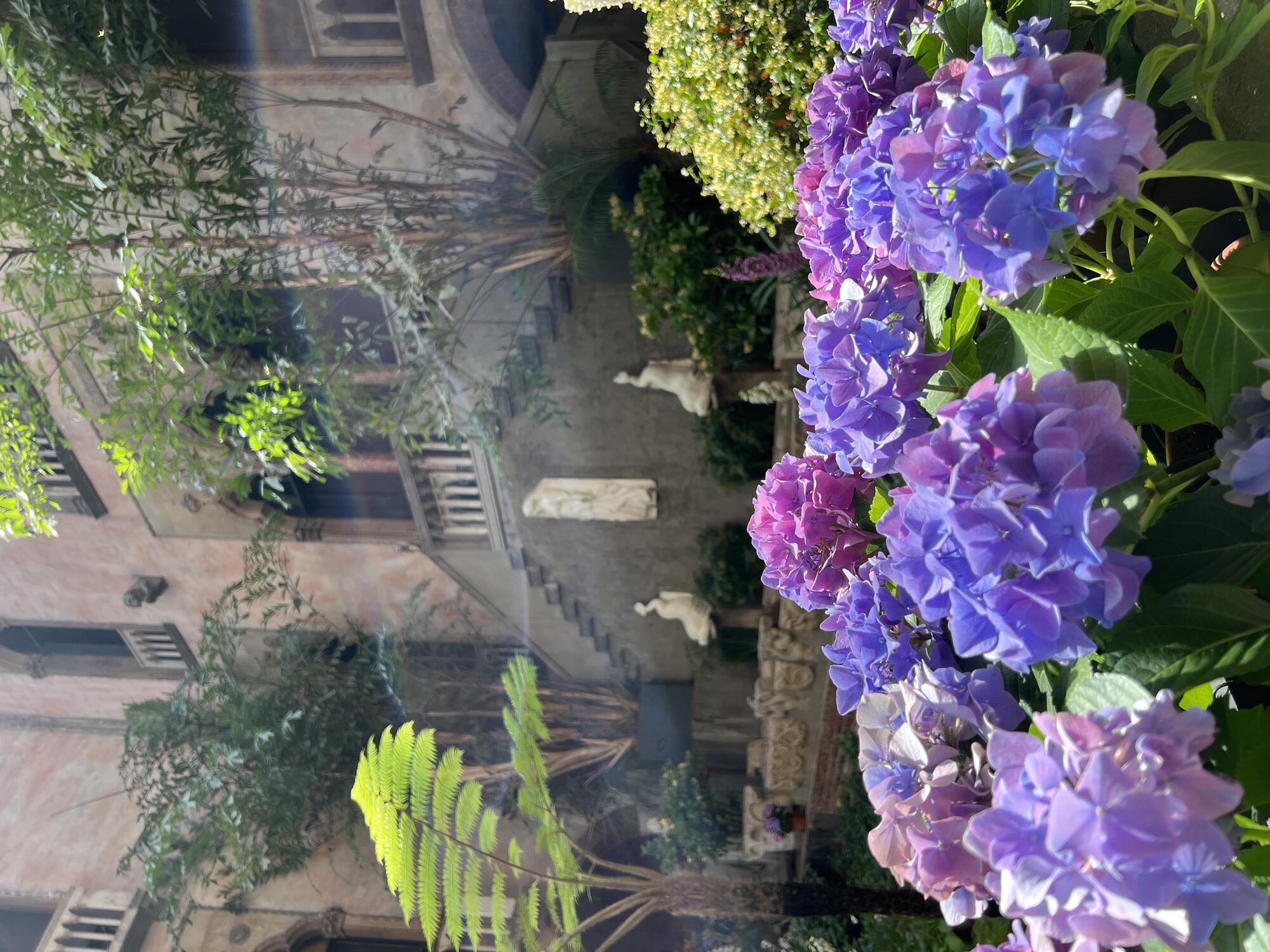 Large mophead Hydrangea blooms in mixed colors of pink, purple, and blue.