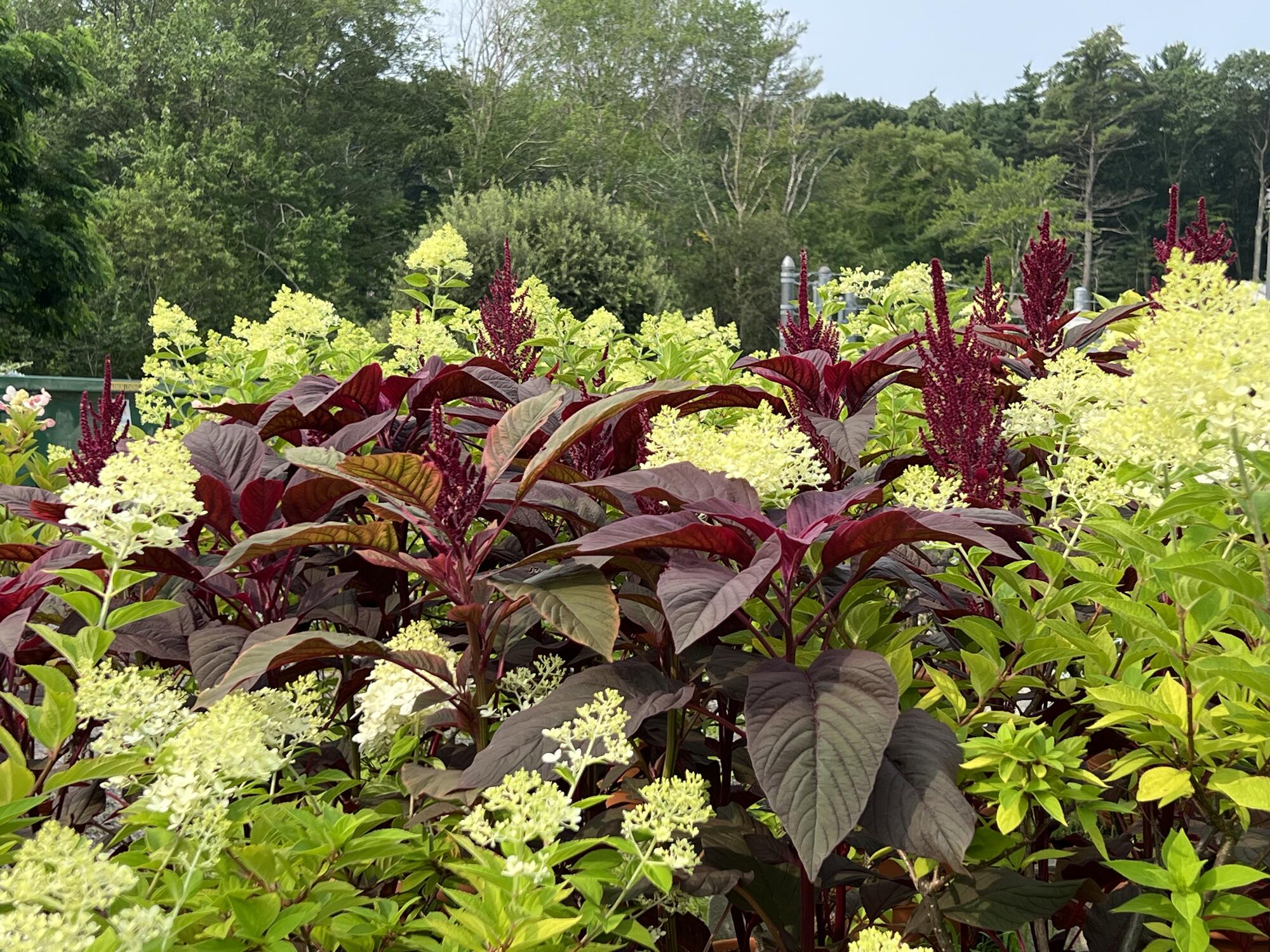 White Hydrangea paniculata with burgundy Amaranthus in the Gardner Museum’s outdoor nursery.