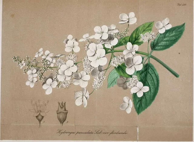 An illustration of a white Hydrangea paniculata with open, airy flowers.