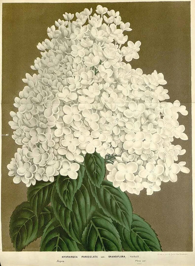 An illustration of a large white Hydrangea paniculata flower head with dark green, serrated leaves.
