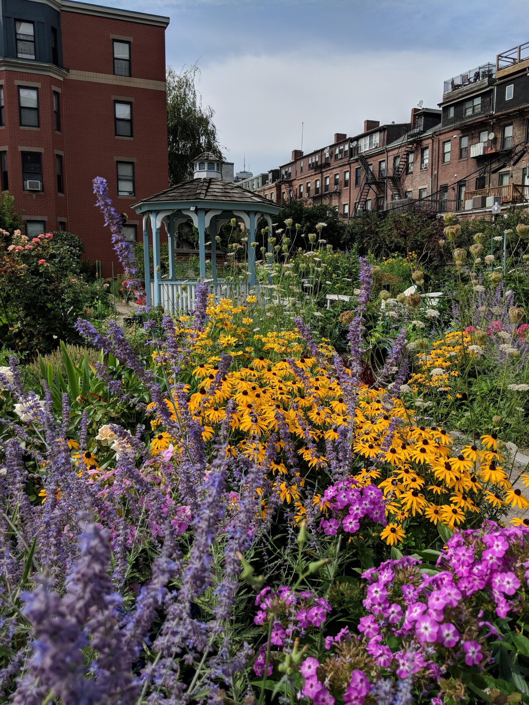 A colorful flower garden in the middle of a city neighborhood 