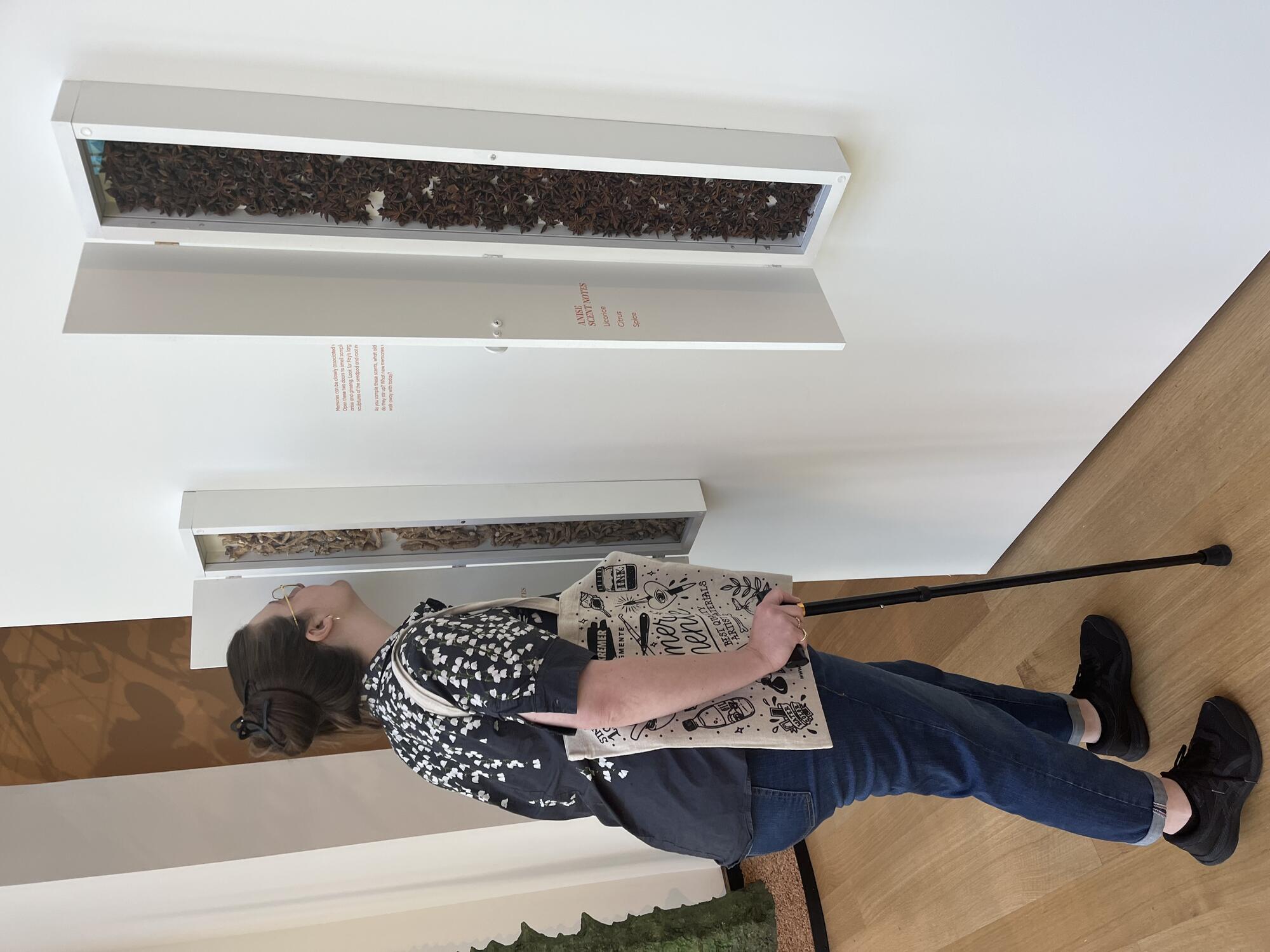  A visitor smells ginseng by opening the door of a long, skinny scent box that is mounted to the wall in the Ming Fay:  Edge of the Garden exhibition. The open door reveals a piece of perforated Plexiglass that allows the scent of the ginseng in the box to be smelled. The star anise scent box is open and mounted next to the ginseng scent box.