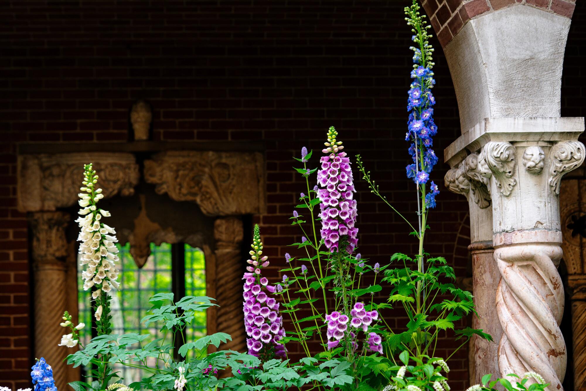 Tall stalks of white and pink foxglove, purple delphiniums and bleeding heart plants line the edege of the Courtyard