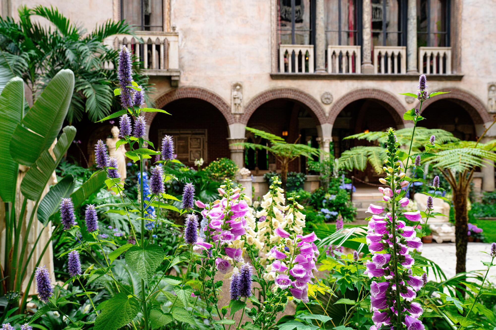 Tall stems of pink and white flowers and fuzzy purple pods surrounded by lush greenery in a corner of the Courtyard