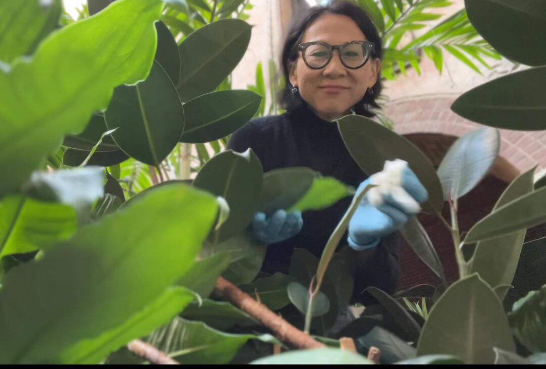 A woman standing behind a large plant with gloves on her hand cleaning the leaves. 