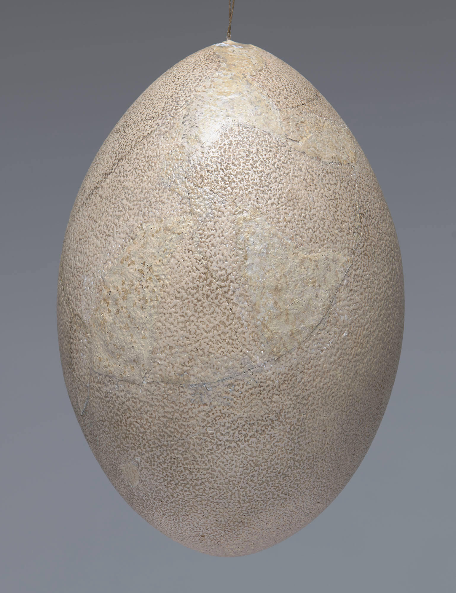 Cream-colored, oblong emu egg with bumpy surface texture and some visible cracks.