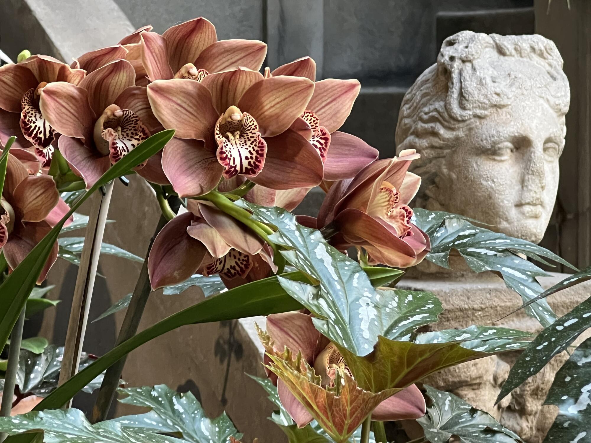 An orchid by a sculpture of the Head of Aphrodite.