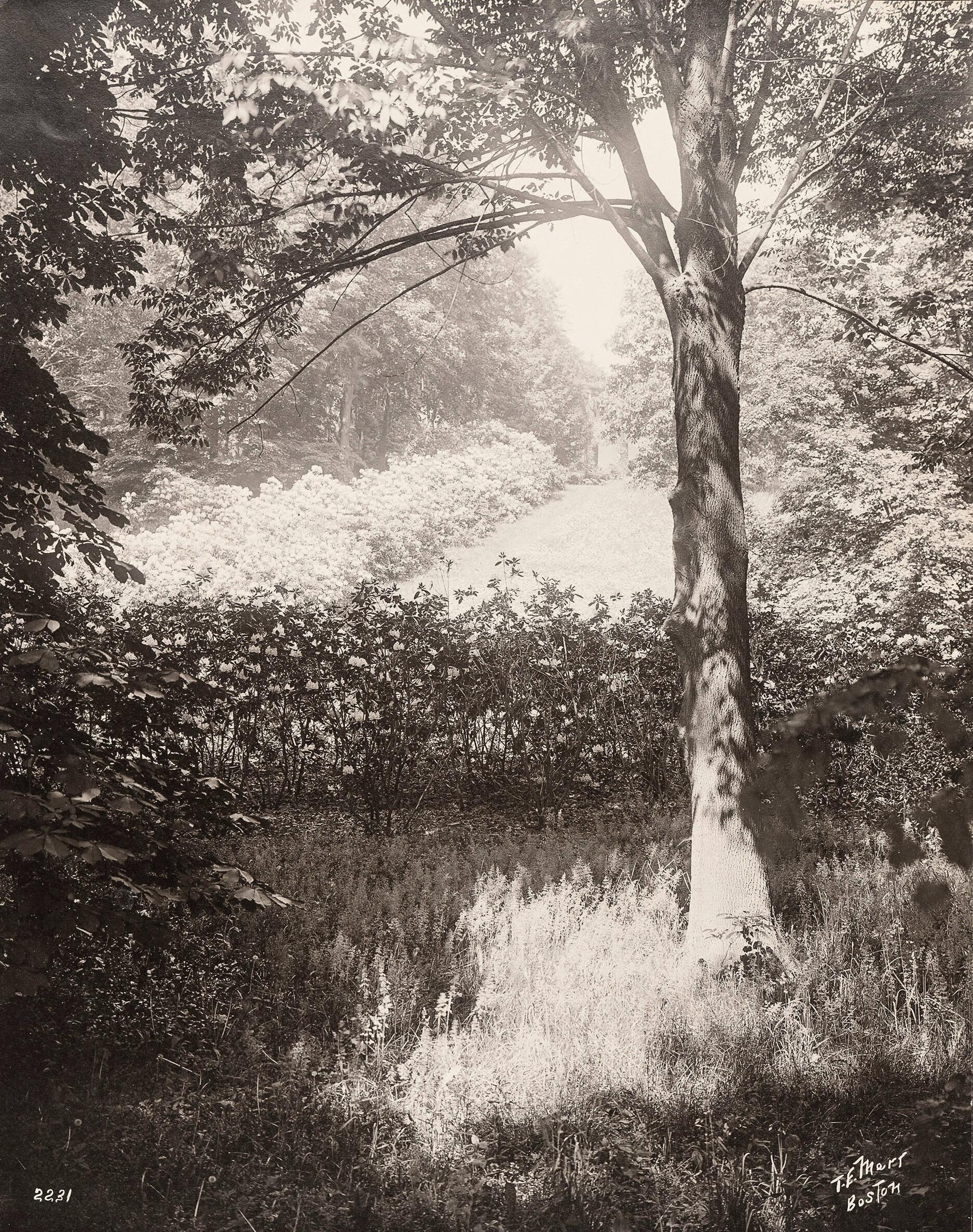 A black and white photograph of a landscape with a tree in the foreground.