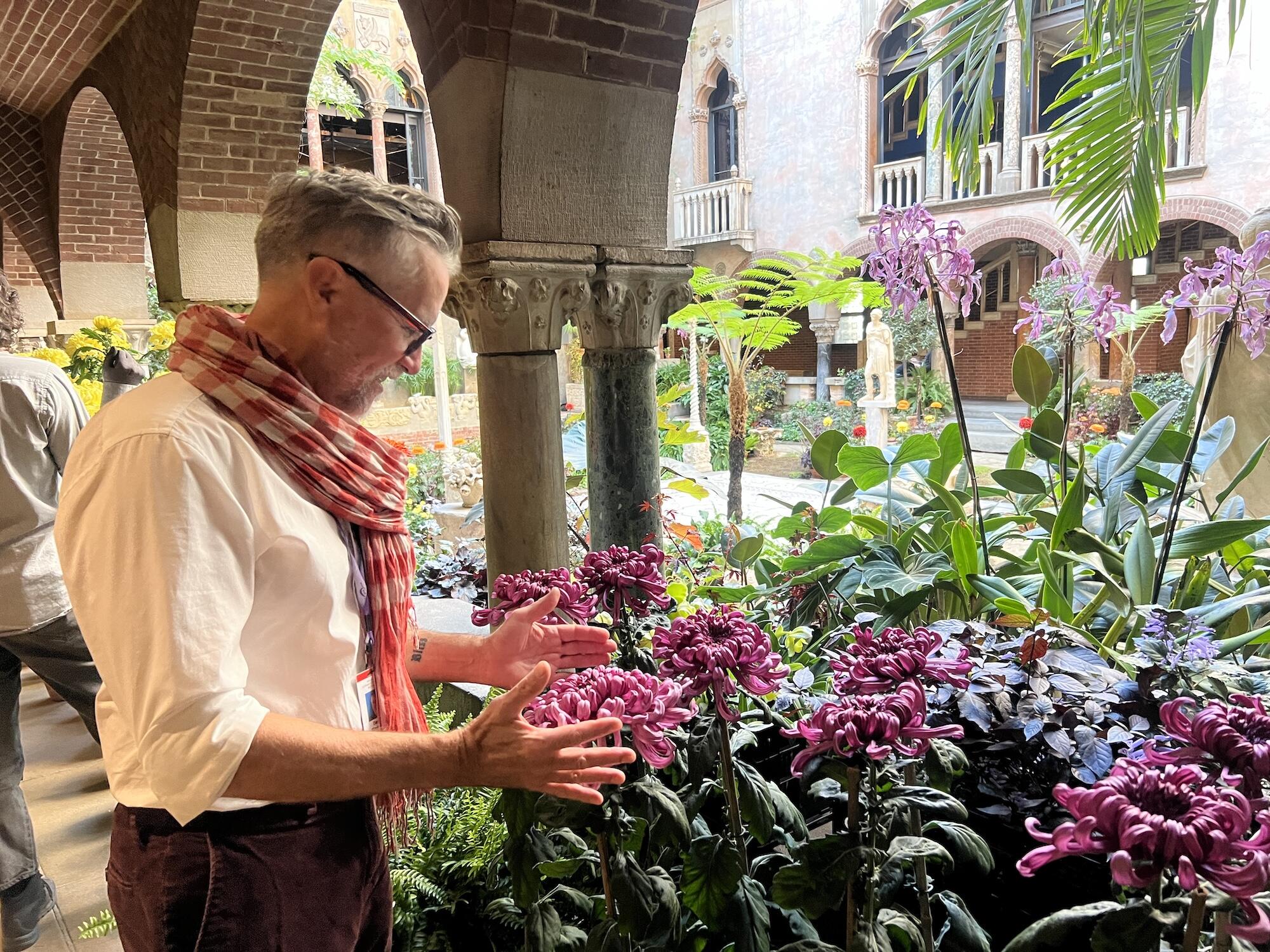 A white man with glasses and a checkered orange scarf holds his hands as though measuring the very large purple chrysanthemum in the lush interior courtyard. 