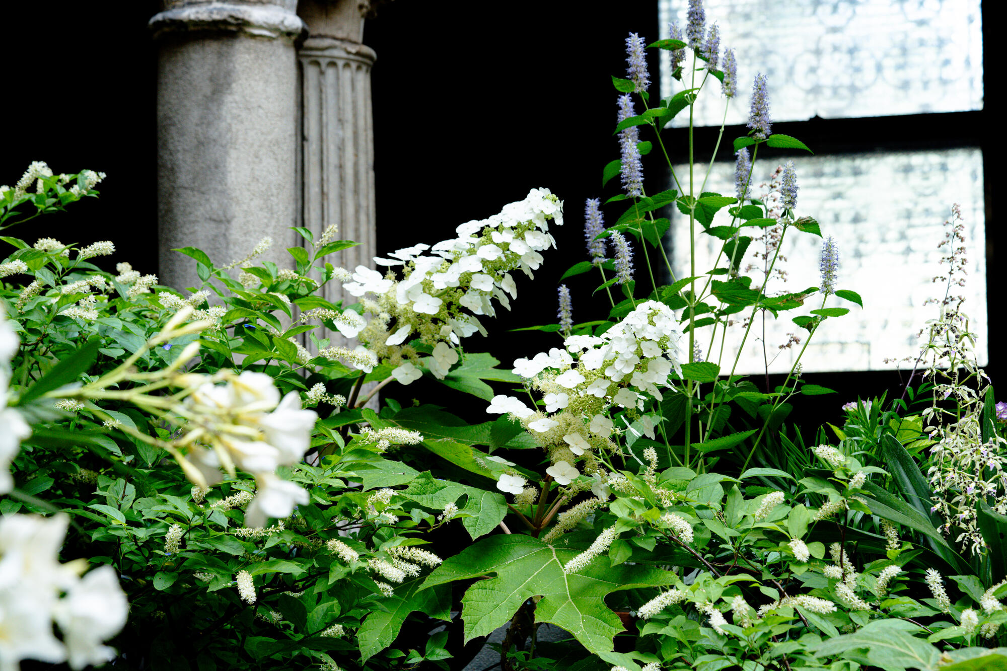 Pale purple bottle-brush shaped flowers in the background of white conical hydrangea above green leaves
