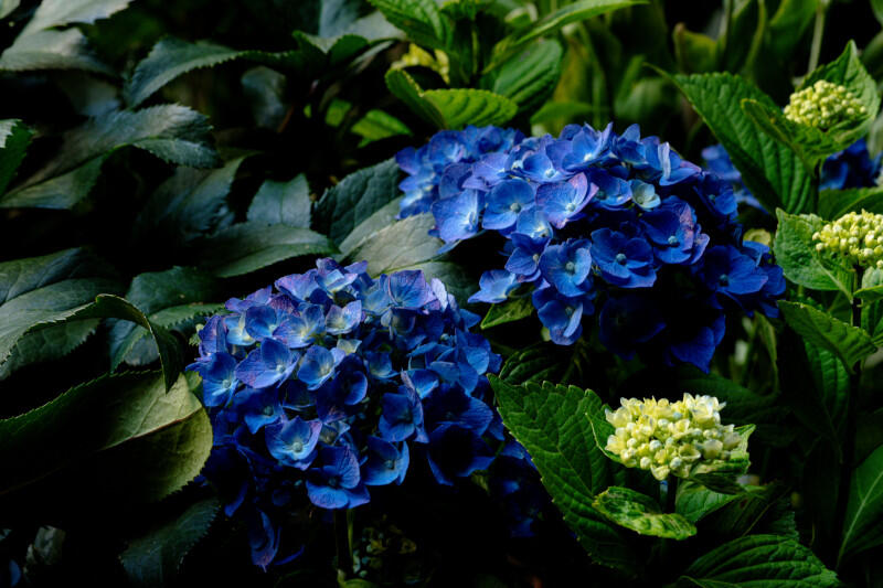 Blue hydrangea flowers on a background of green leaves