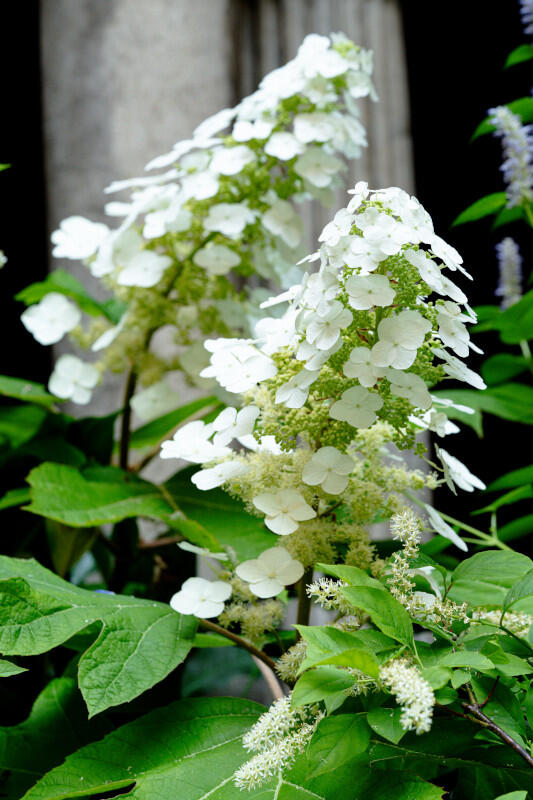 White conical blossoms above green leaves