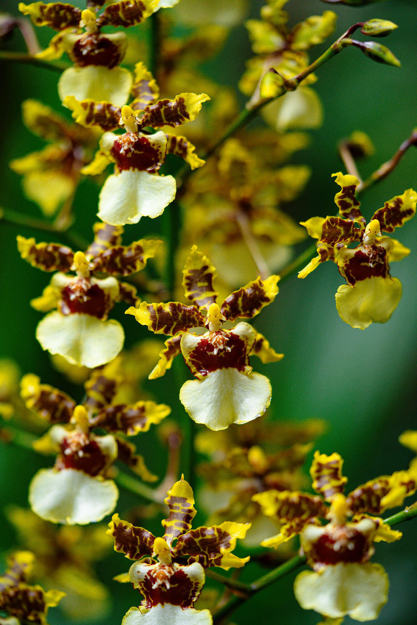 Close up of spotted purple, yellow, and white orchid flowers