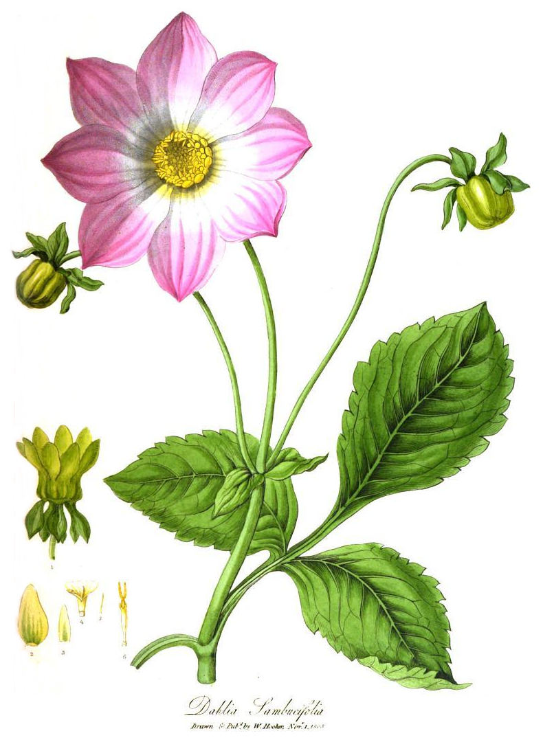 Painting of a pink single Dahlia with other parts of the plant illustrated and numbered to the left.