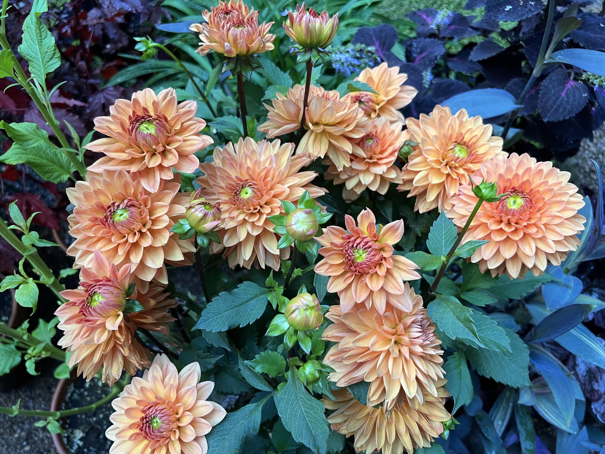 Apricot-colored Dahlias, viewed from above.