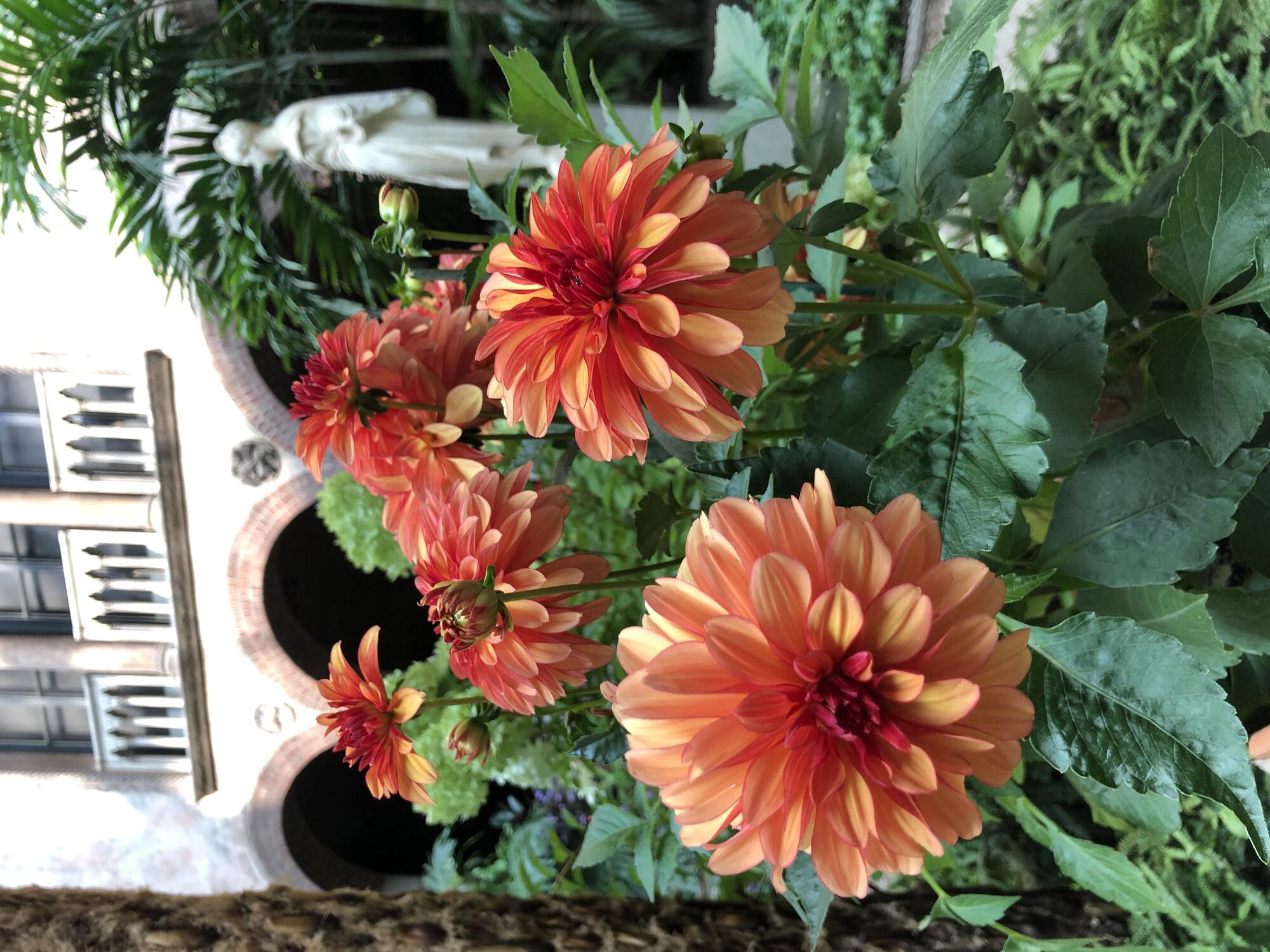 Orange dahlia flowers with dark green leaves, in front of a sculpture and a wall with arches and a balcony.