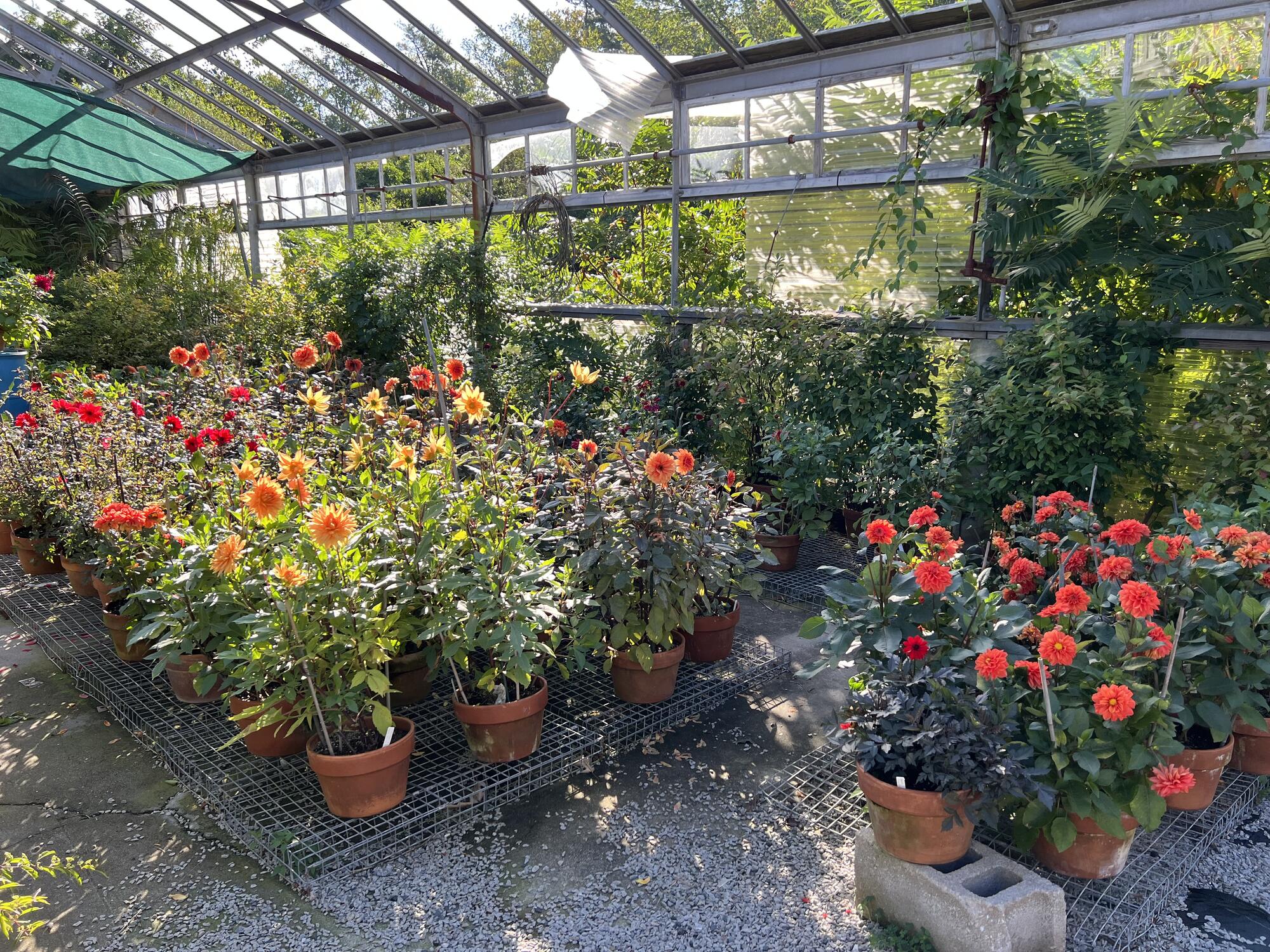 Dahlias of many colors in pots in an open greenhouse.
