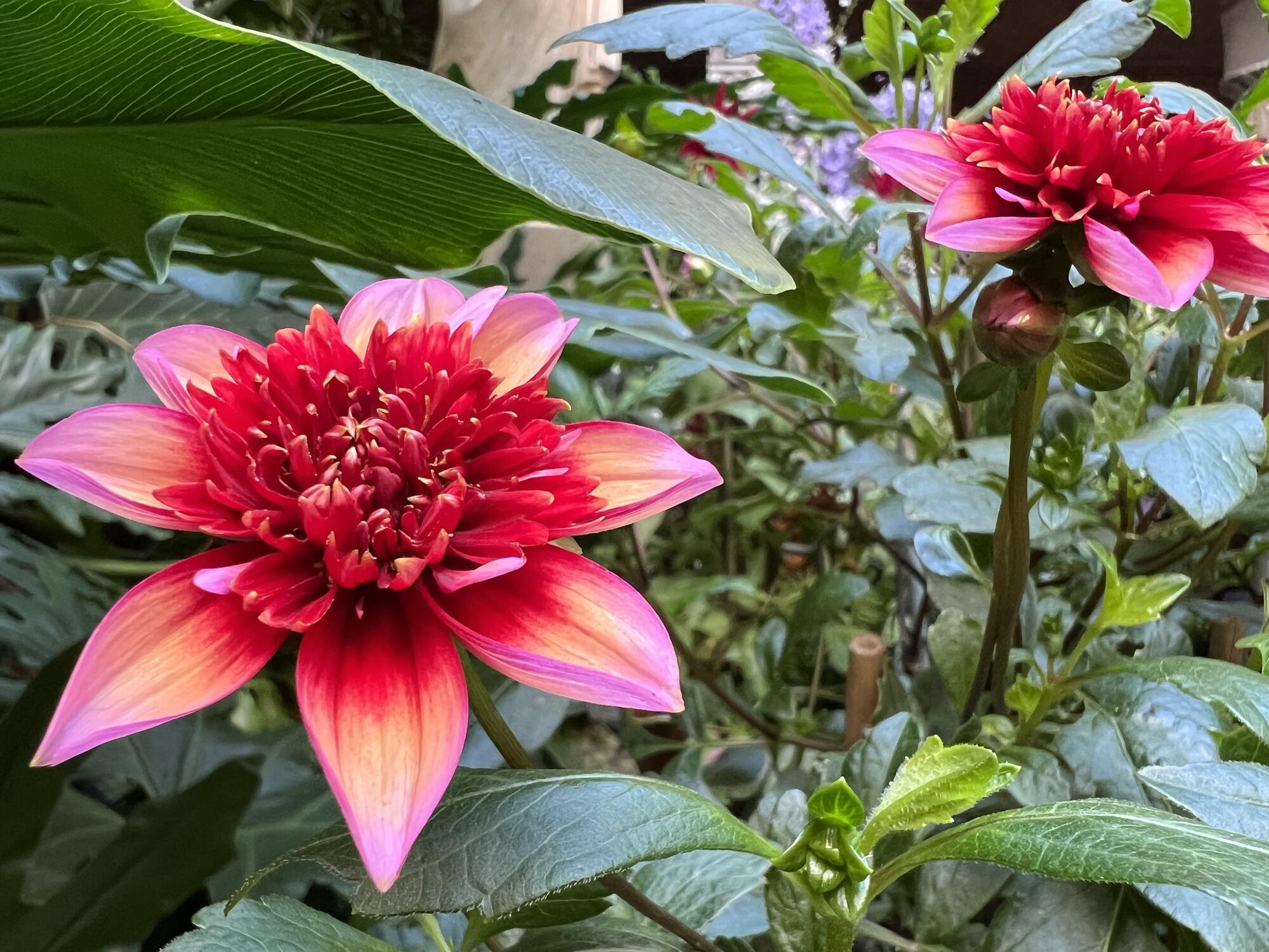 Dahlias with red and pink petals surrounded by green leaves.