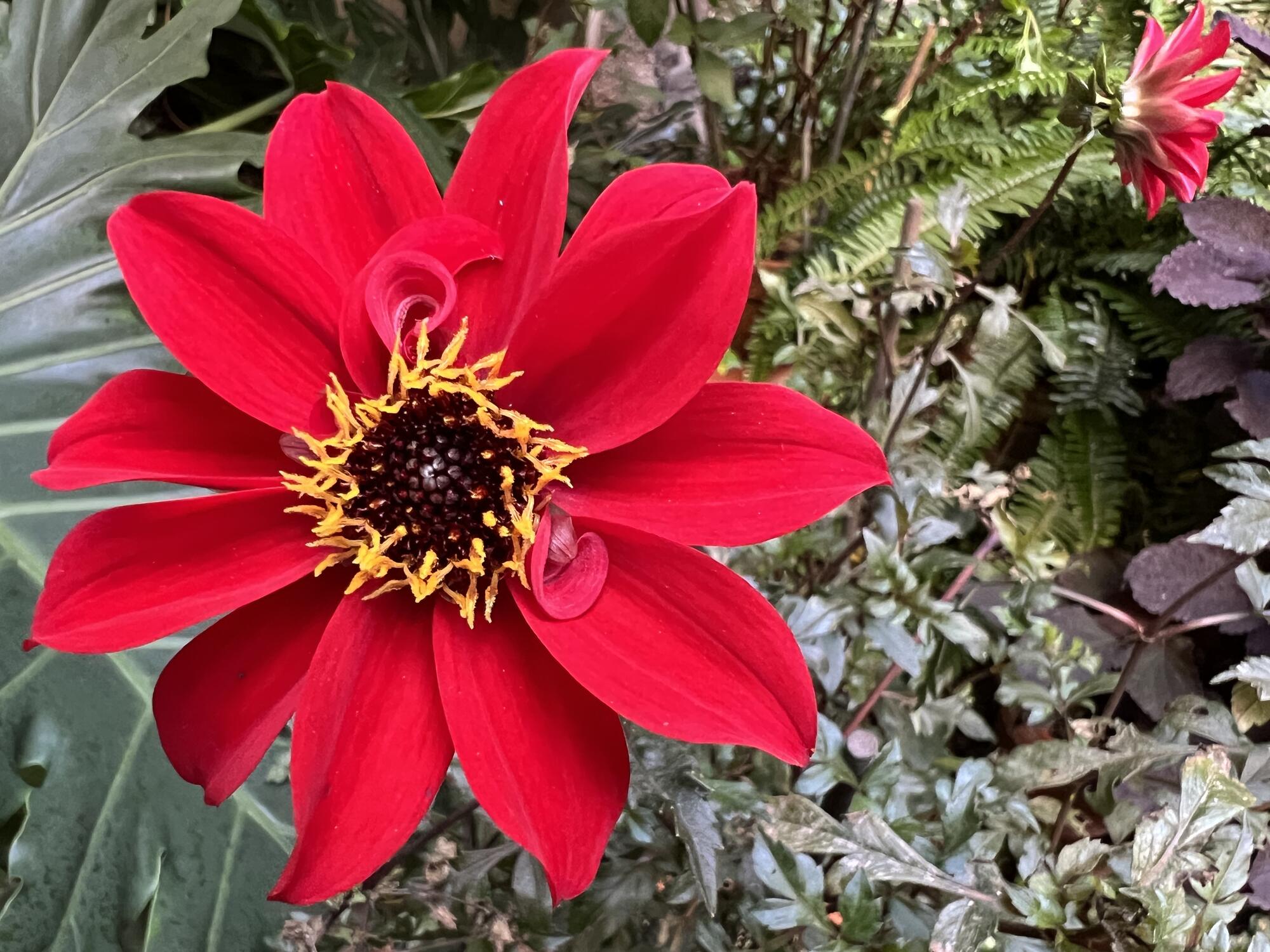 A red single Dahlia.