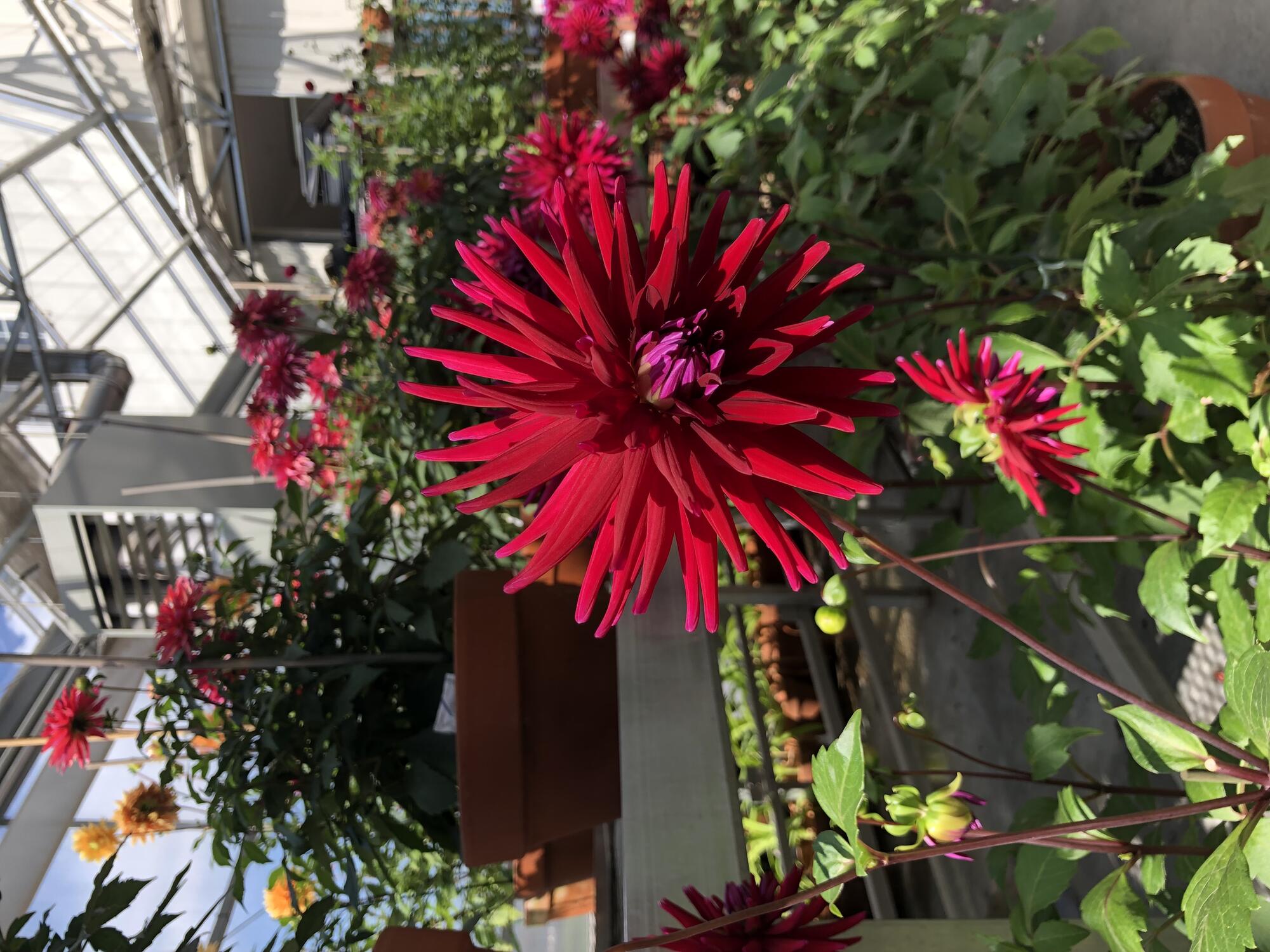 Crimson and apricot-colored Dahlias in pots on the floor and tables in a greenhouse.