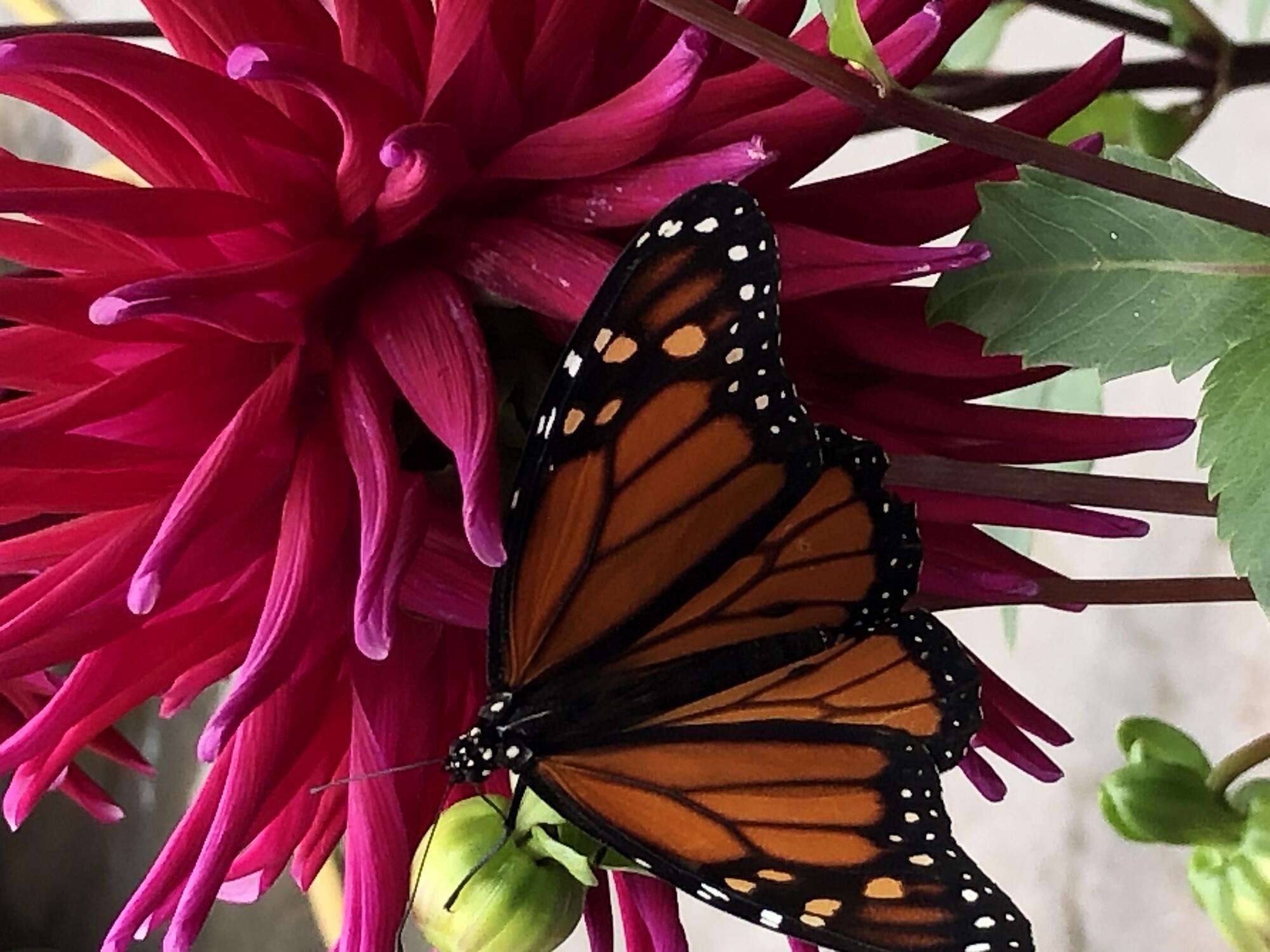 Close-up of a Monarch butterfly on a crimson Dahlia flower.