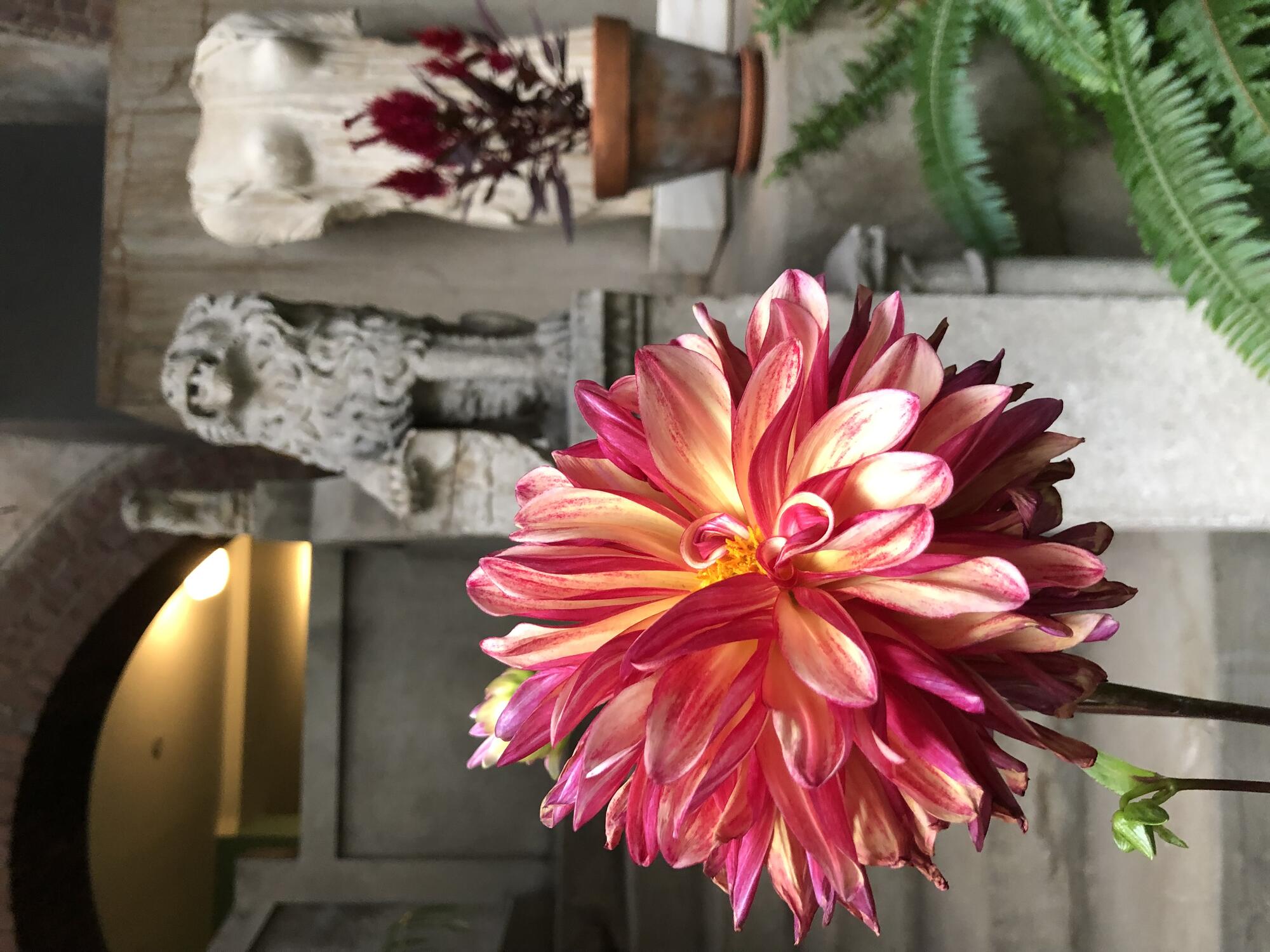 Dahlia with pink and peach petals with other plants, sculptures, and architecture in the background.