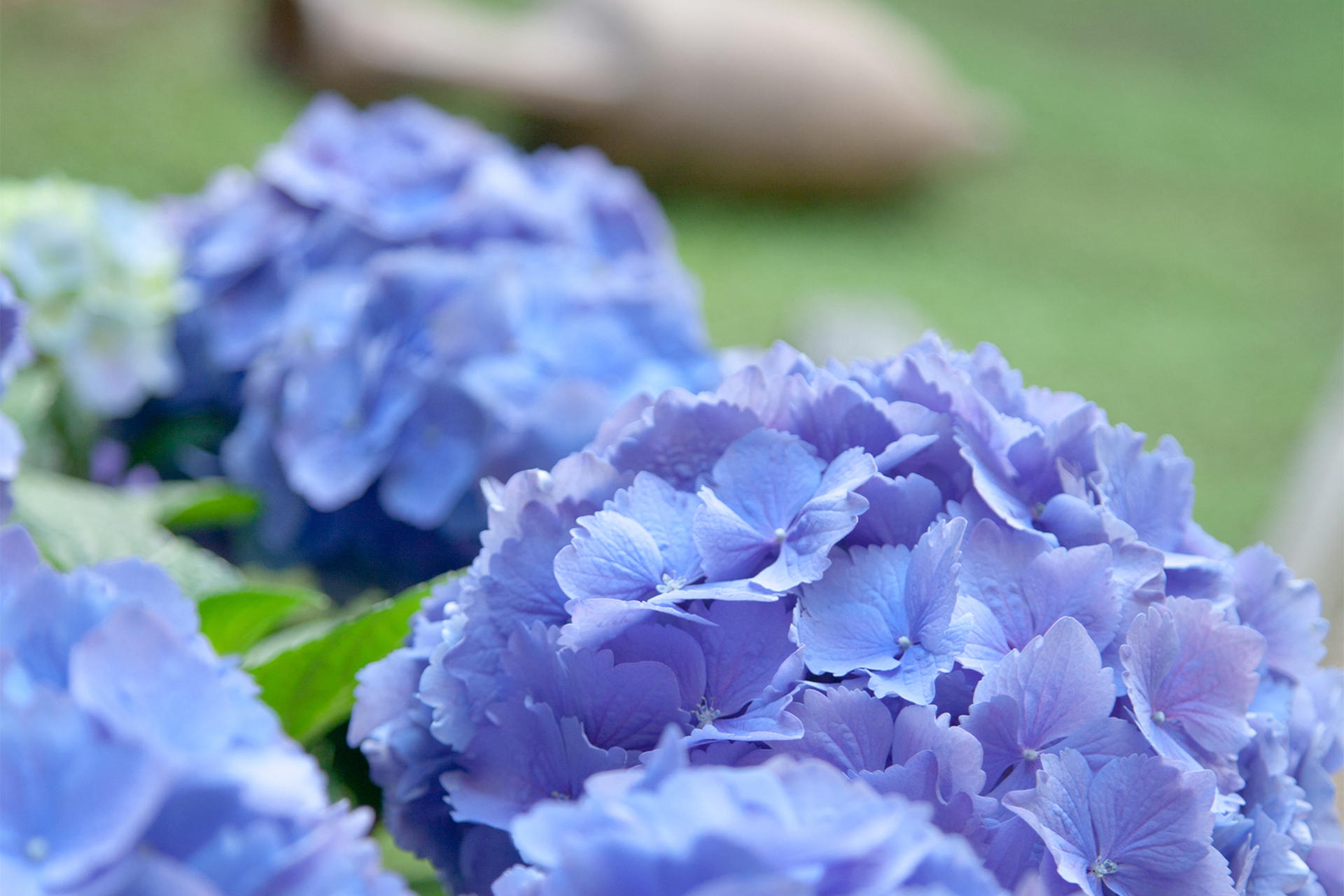 Hydrangeas in the courtyard of the Isabella Stewart Gardner Museum.