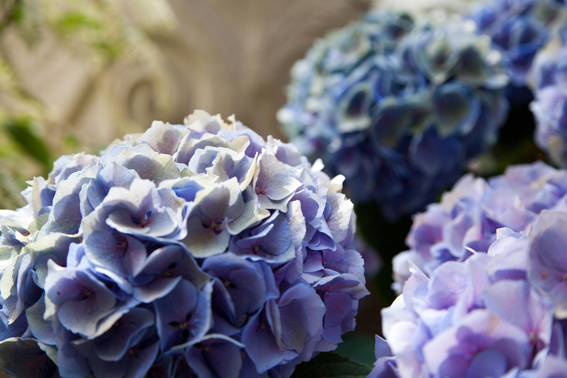 Hydrangeas in the courtyard of the Isabella Stewart Gardner Museum.