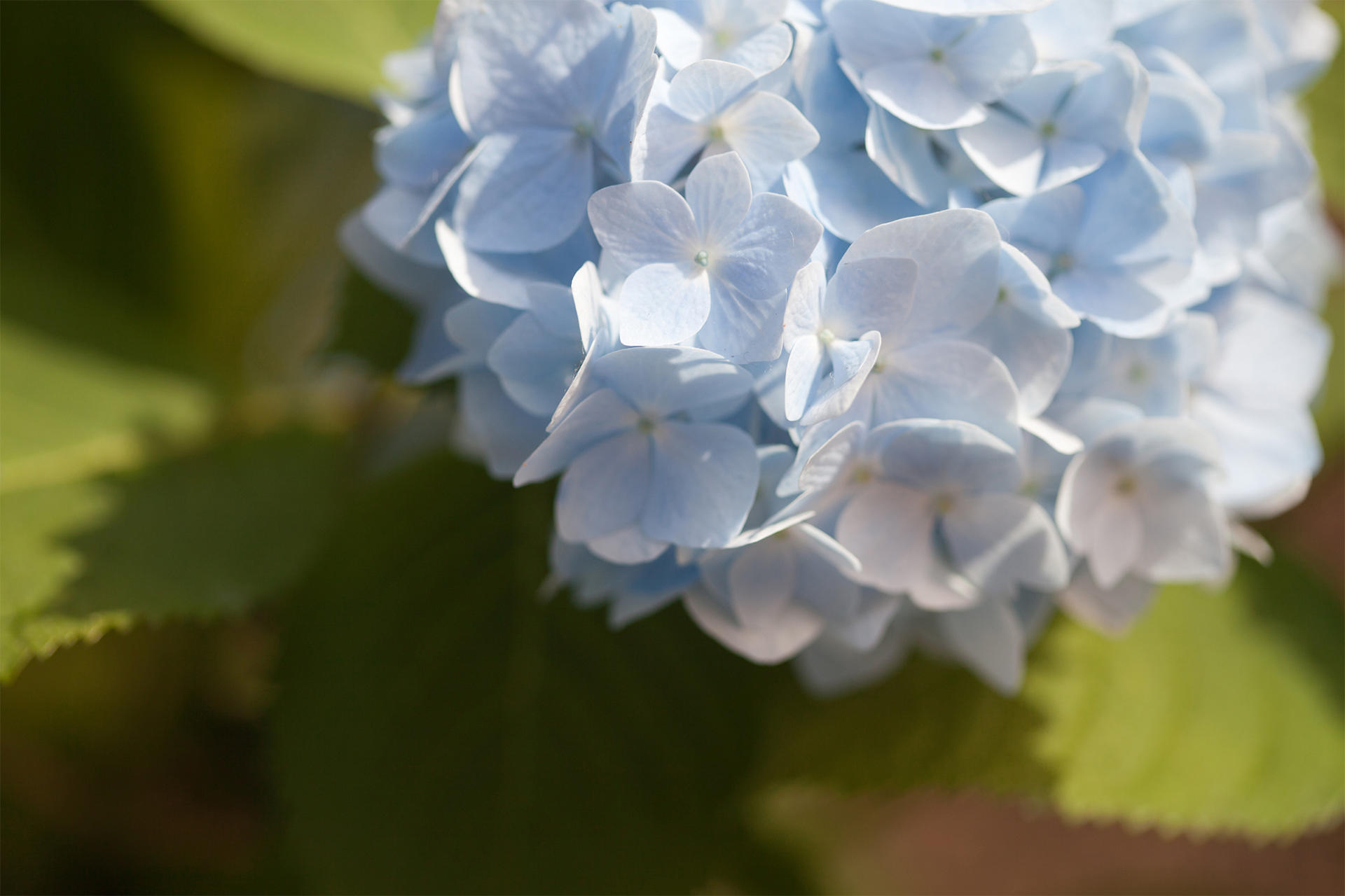 Hydrangeas in the courtyard of the Isabella Stewart Gardner Museum.