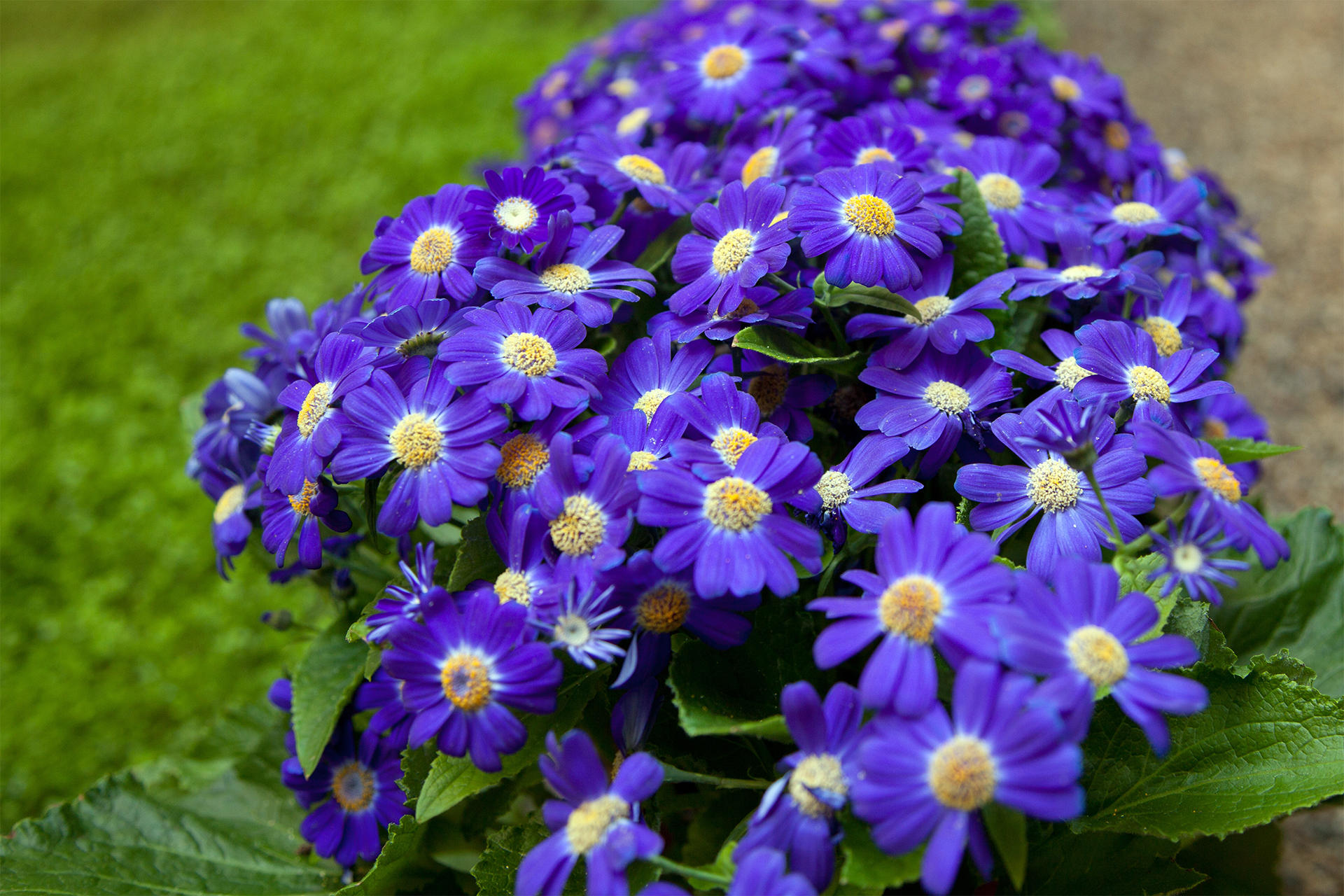 Spring Blooms courtyard display at the Isabella Stewart Gardner Museum.