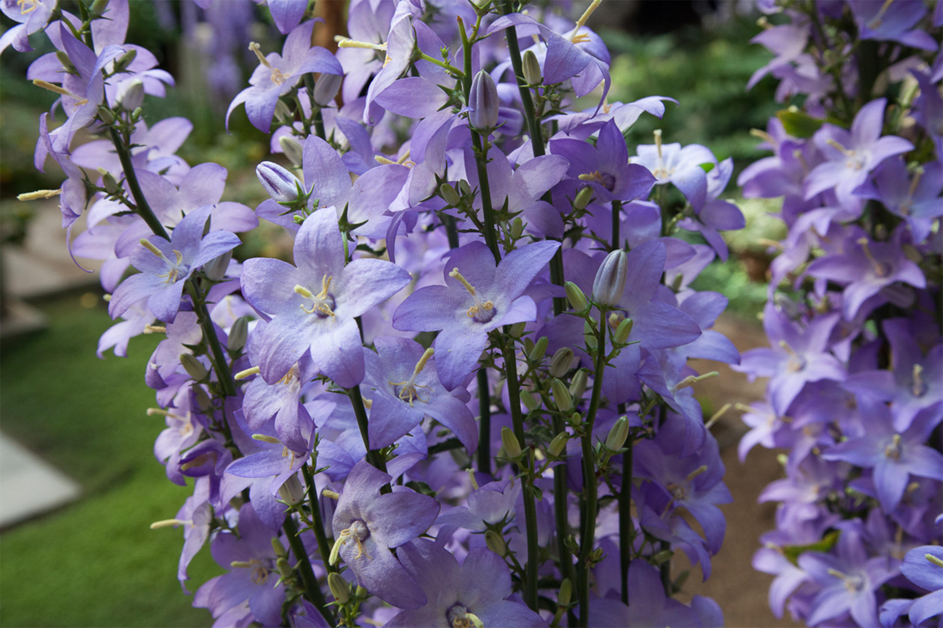 Bellflowers in the Courtyard at the Isabella Stewart Gardner Museum