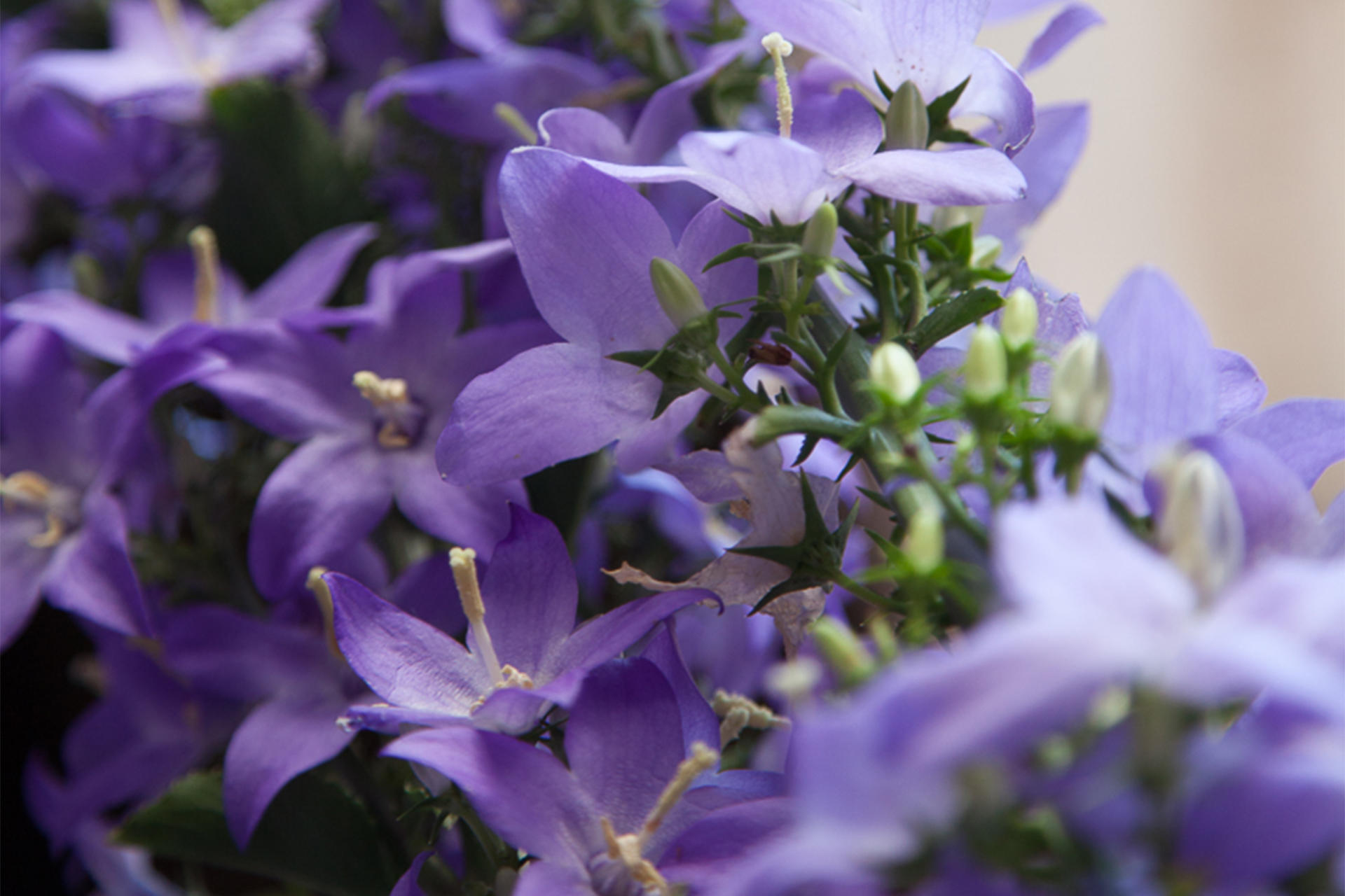 Bellflowers in the Courtyard at the Isabella Stewart Gardner Museum