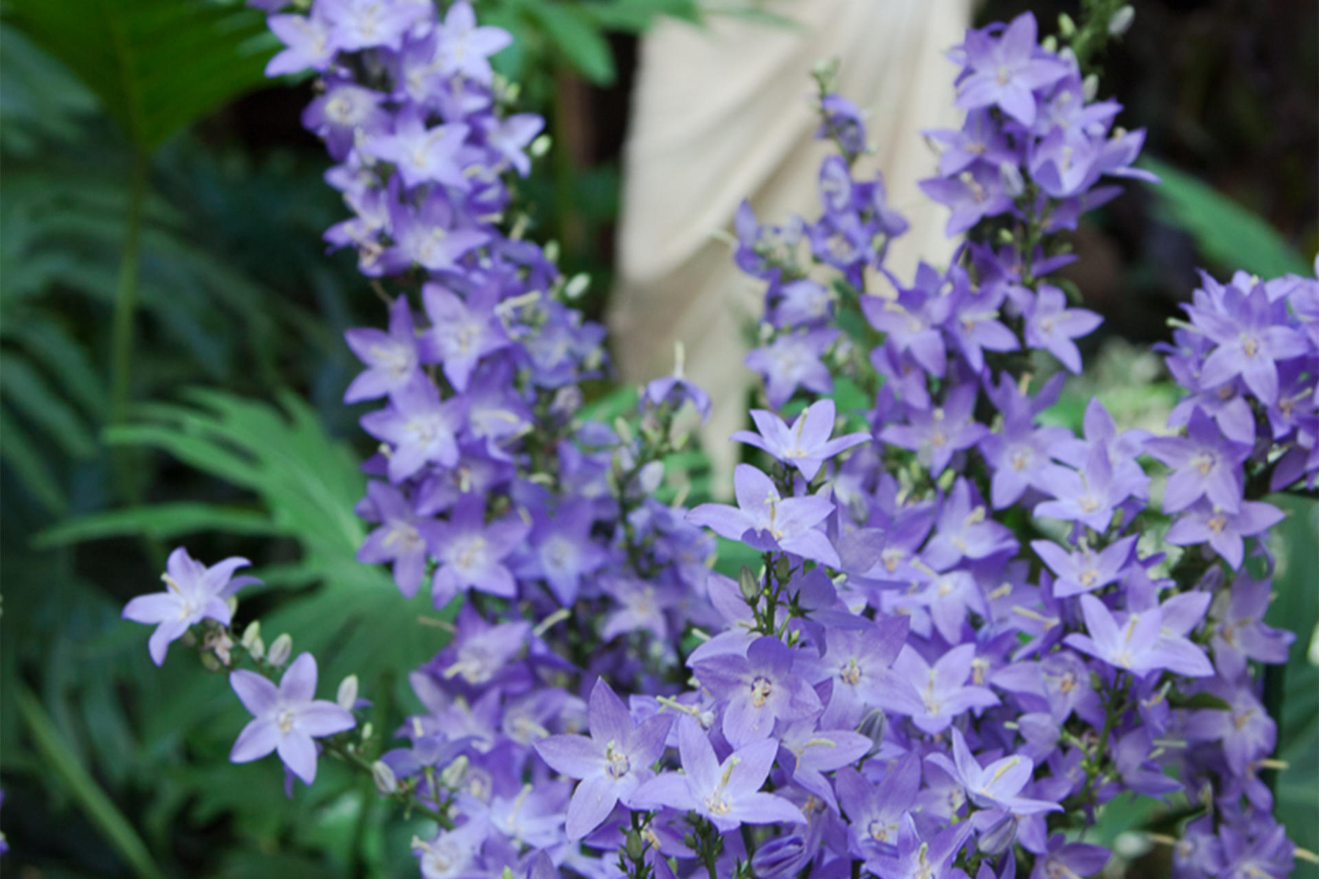 Bellflowers in the Courtyard at the Isabella Stewart Gardner Museum