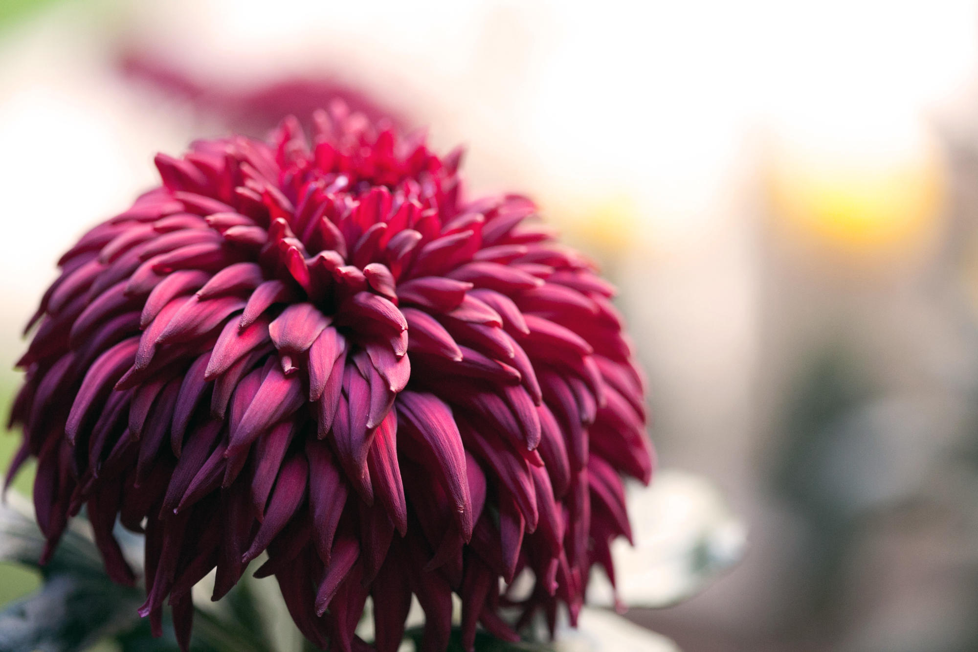 Chrysanthemums Isabella Stewart Gardner Museum