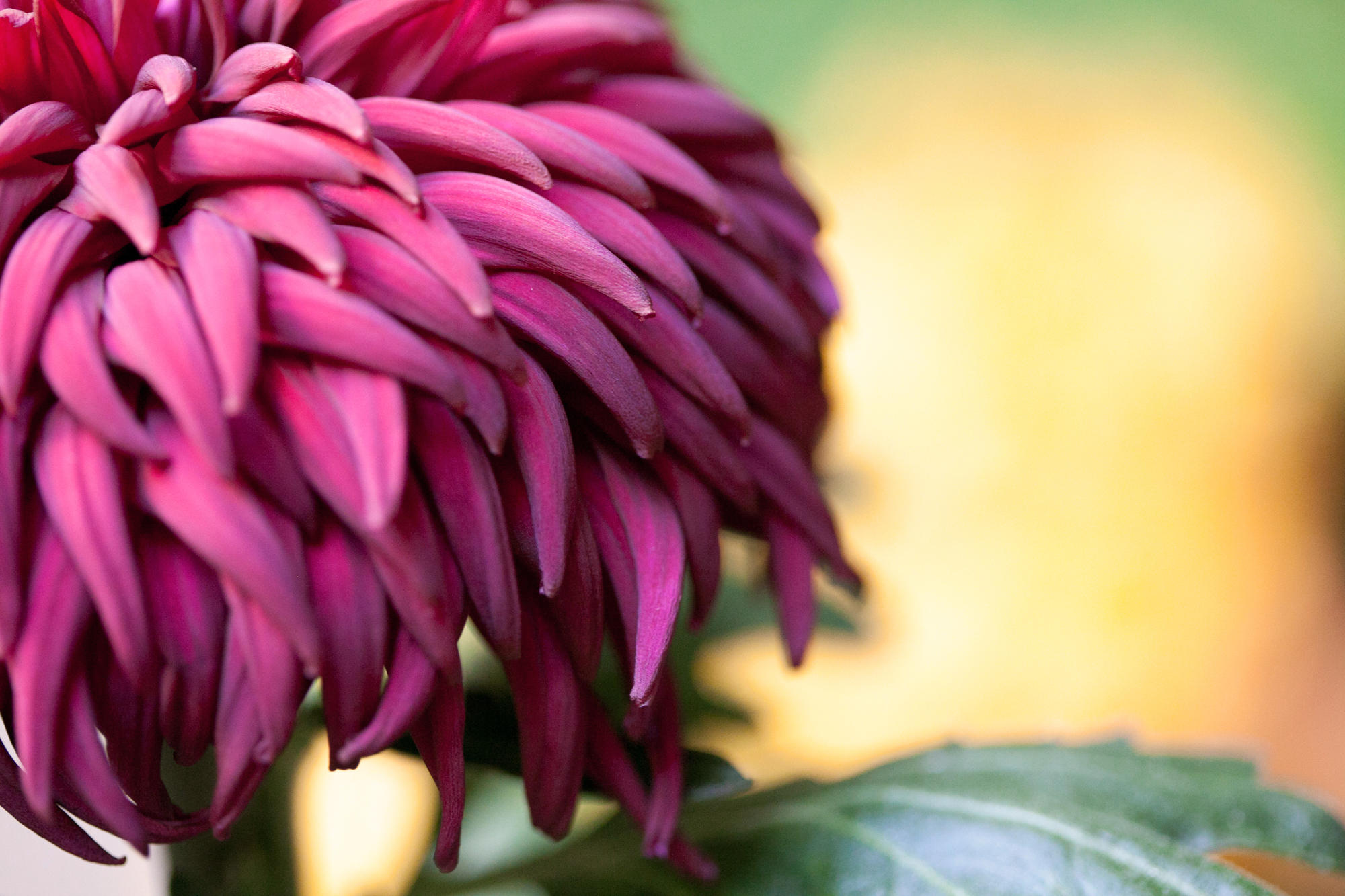 Chrysanthemums Isabella Stewart Gardner Museum