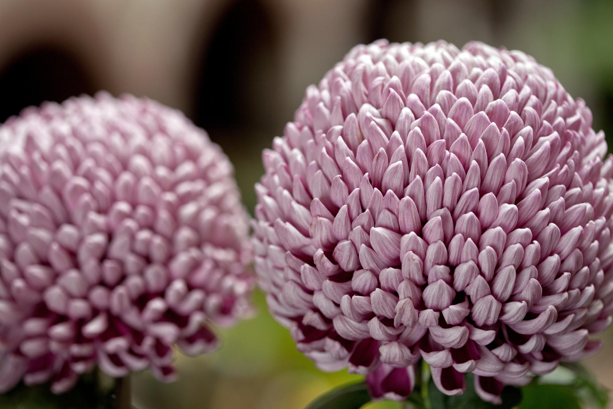 Chrysanthemum from the courtyard display at the Isabella Stewart Gardner Museum