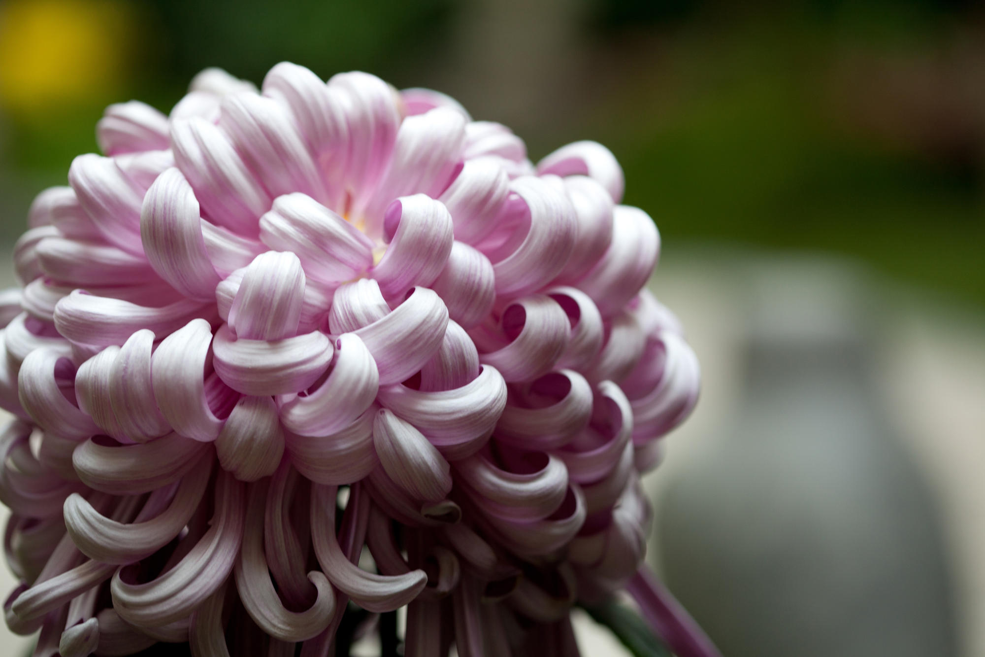 Chrysanthemums Isabella Stewart Gardner Museum