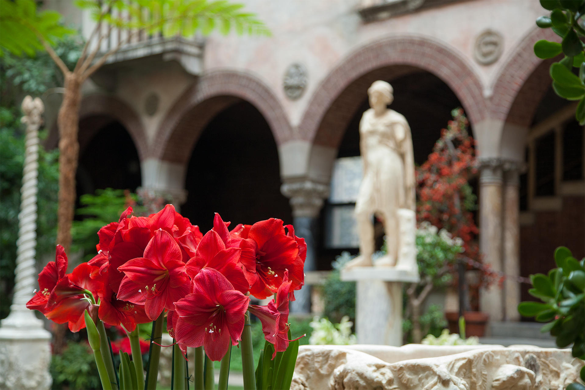 Red Amaryllis in the holiday garden courtyard at the Isabella Stewart Gardner Museum.