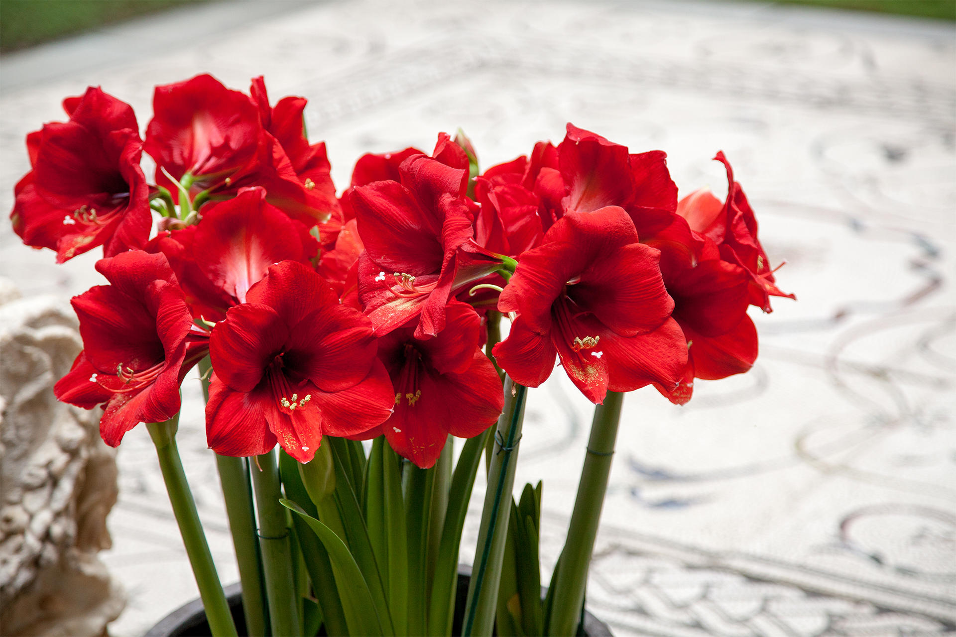 Red Amaryllis in the holiday garden courtyard at the Isabella Stewart Gardner Museum.