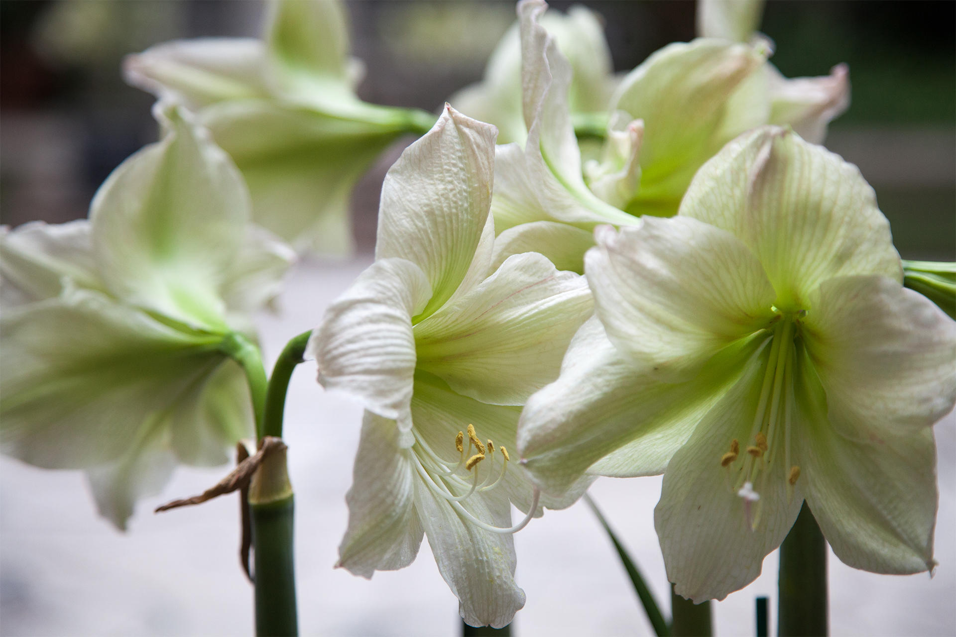 White Amaryllis in the holiday garden courtyard at the Isabella Stewart Gardner Museum.