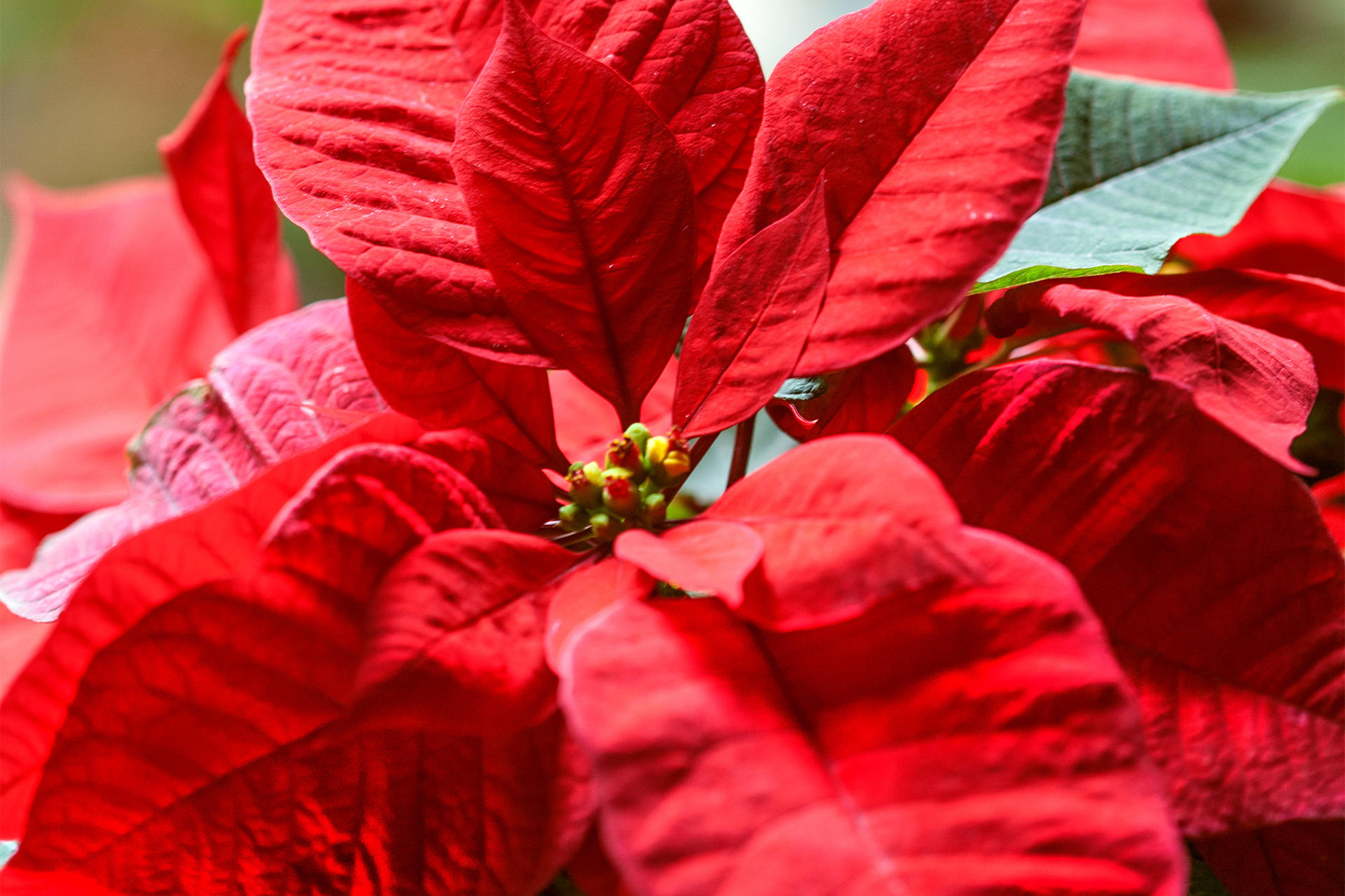 Red poinsettia in the holiday garden courtyard at the Isabella Stewart Gardner Museum.