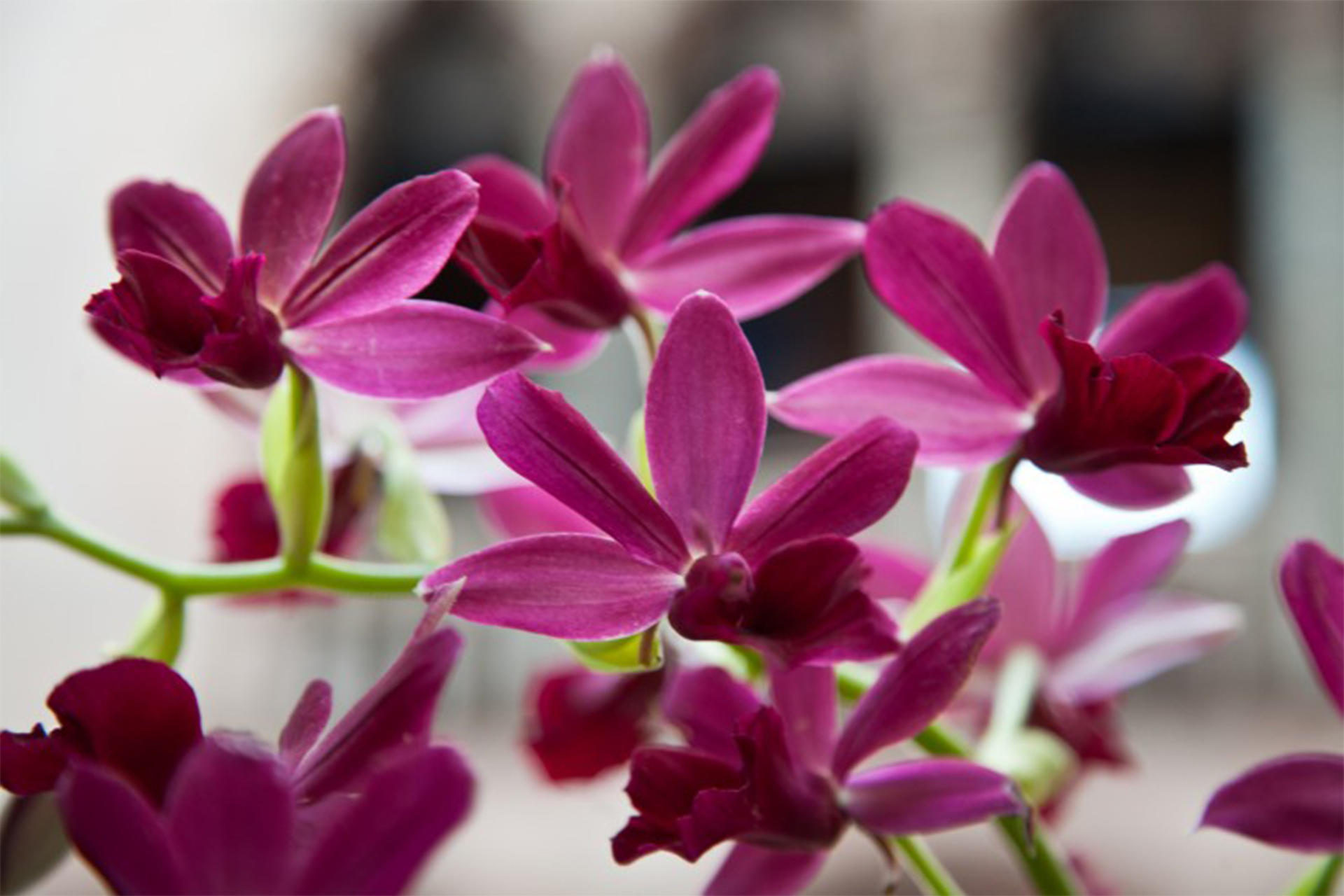 Midwinter Tropics courtyard display at the Isabella Stewart Gardner Museum.