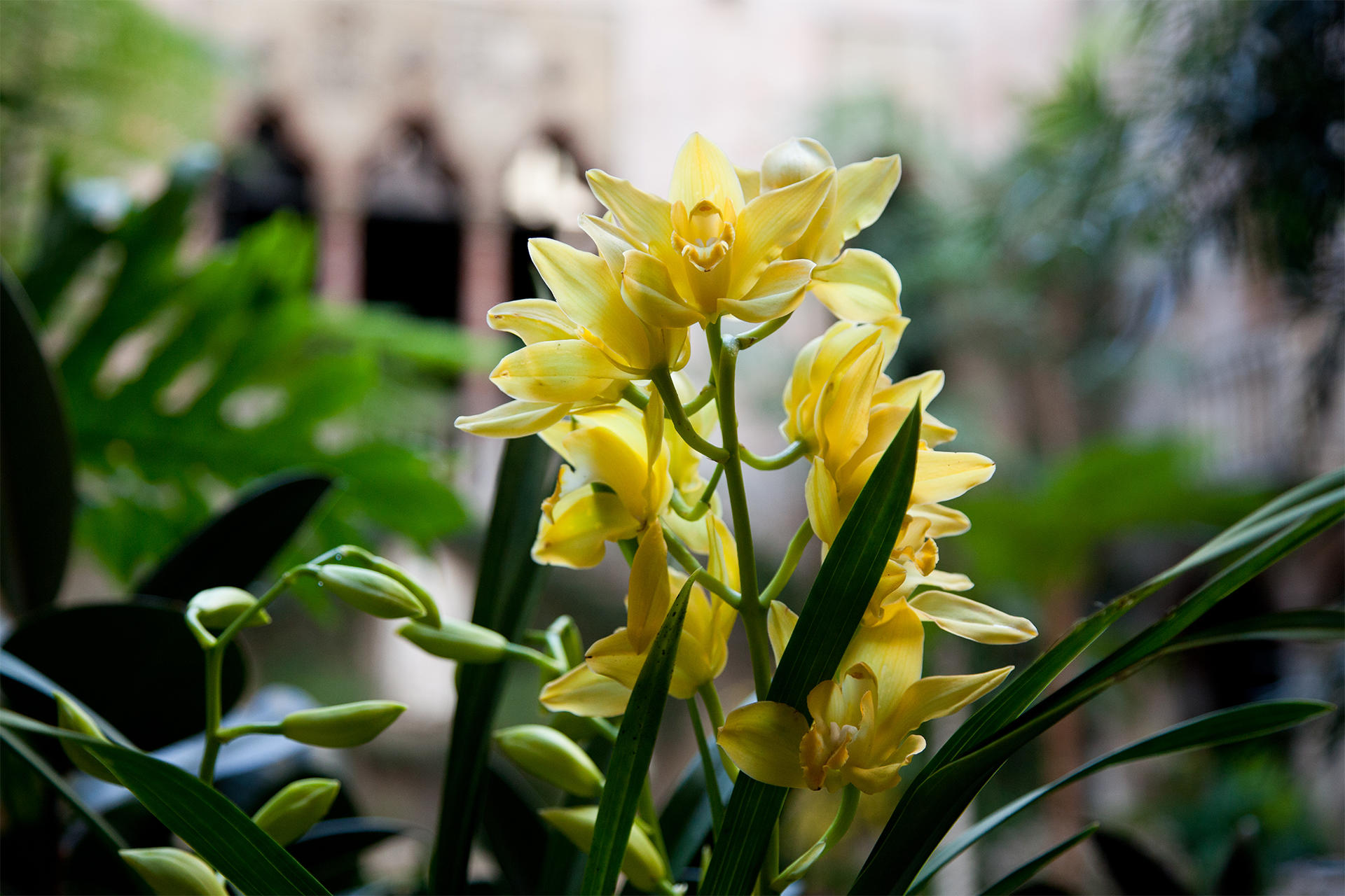 Midwinter Tropics courtyard display at the Isabella Stewart Gardner Museum.