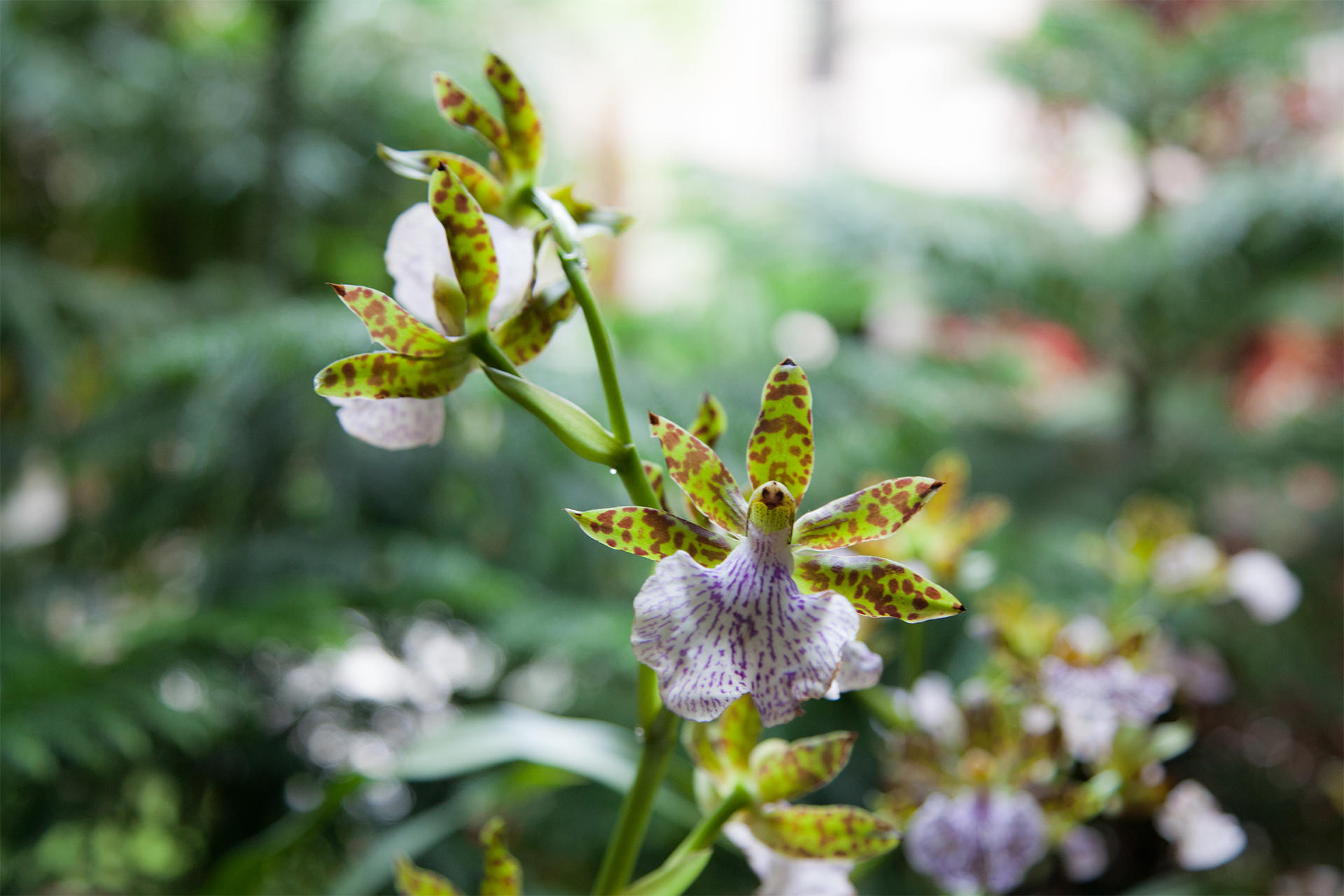 Midwinter Tropics courtyard display at the Isabella Stewart Gardner Museum.